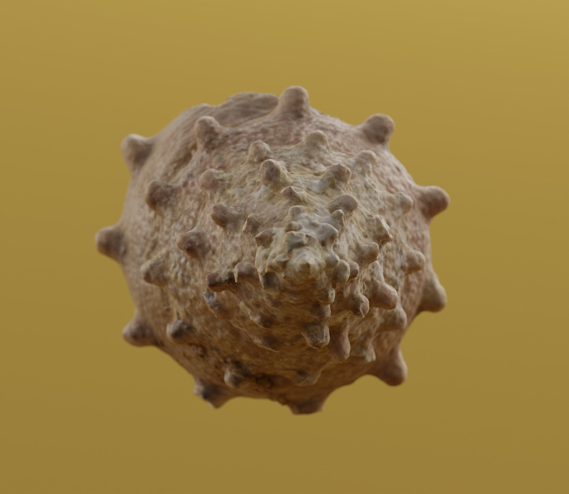 seashell 3D model_4