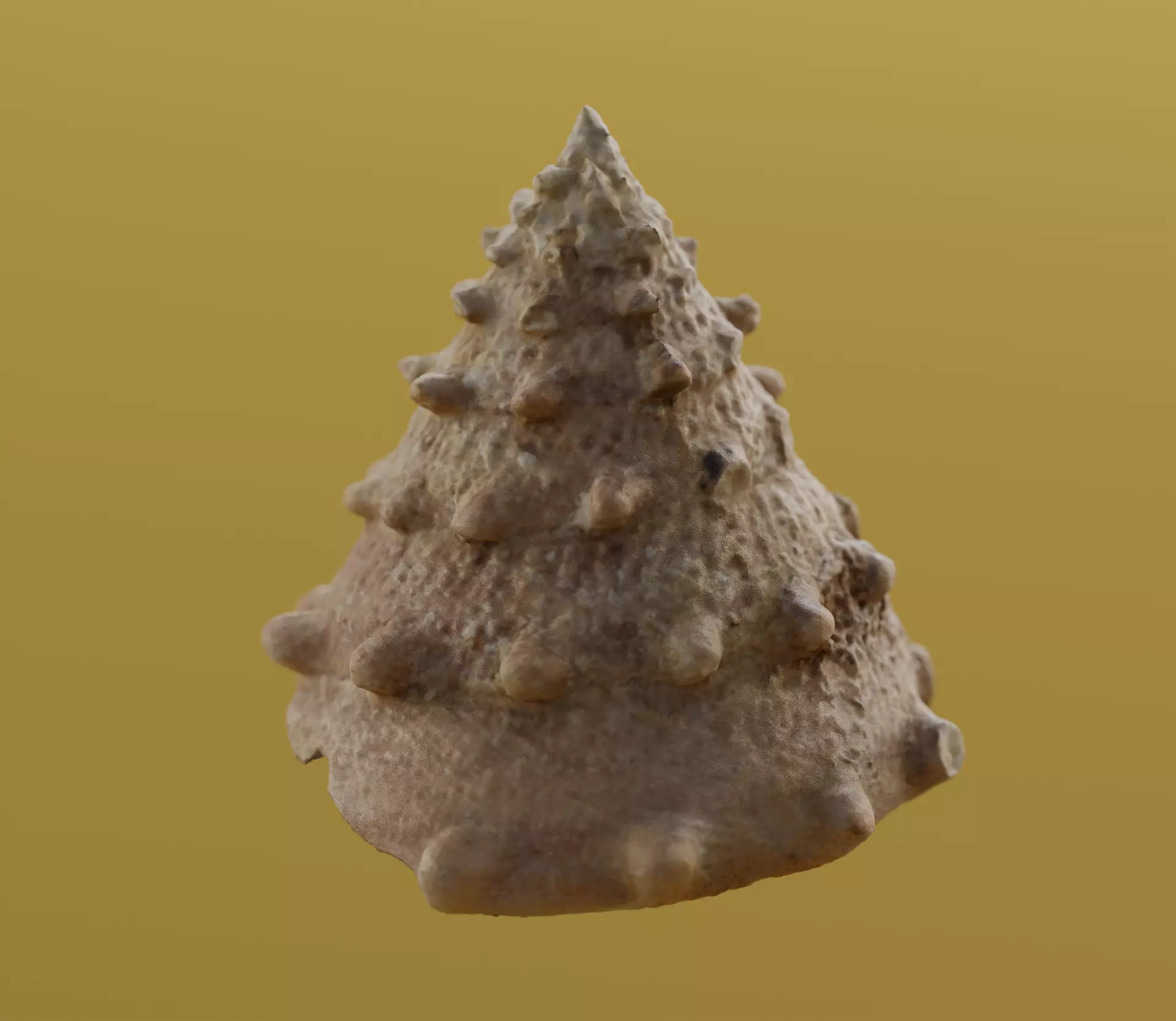 seashell 3D model_0