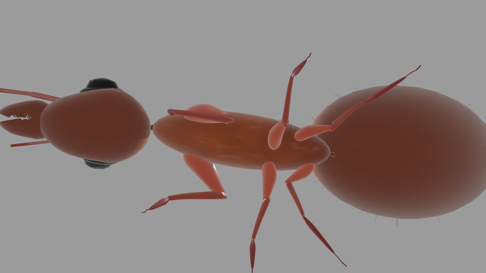 Basic Ant Model 3D print model_4