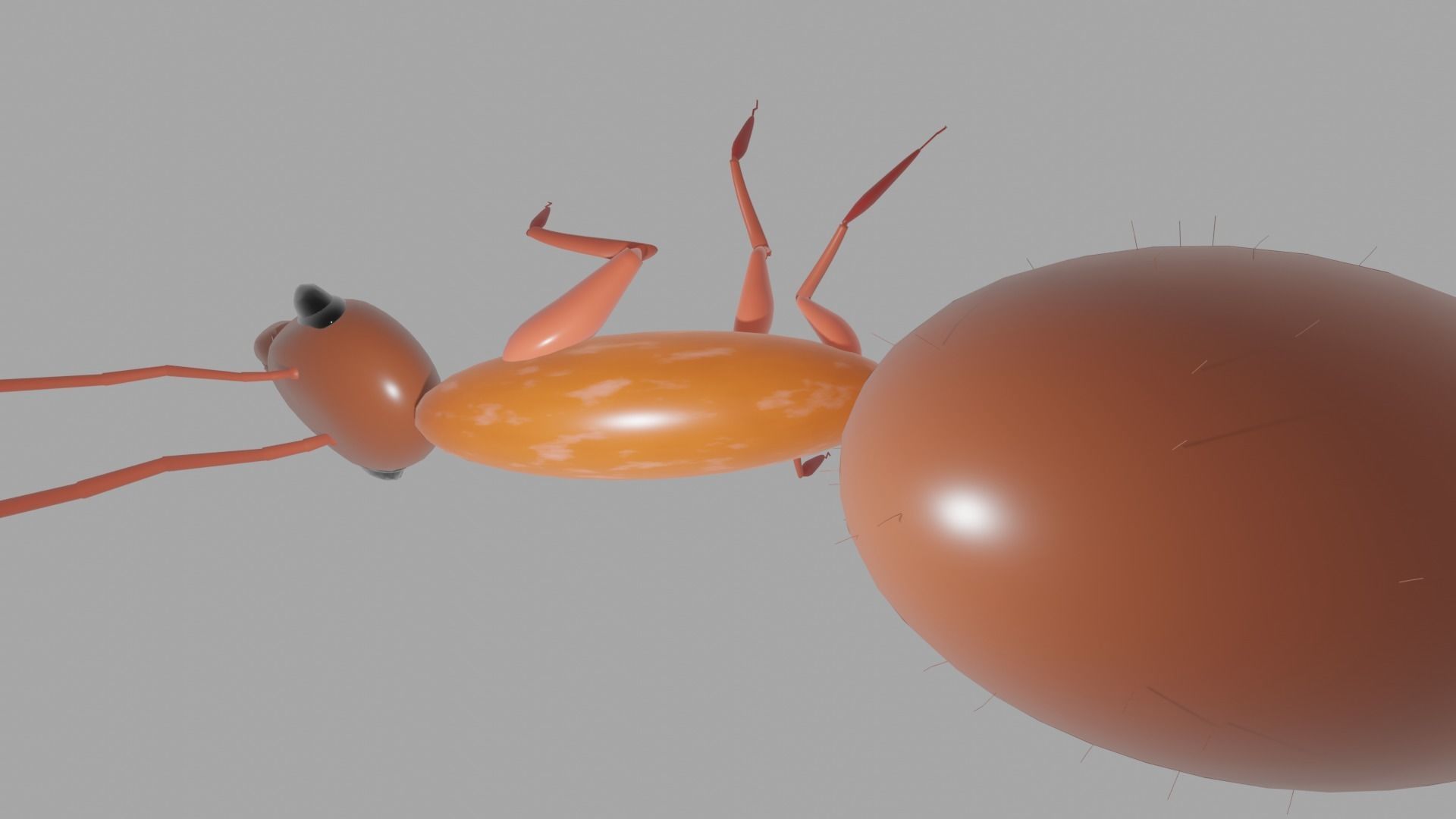 Basic Ant Model 3D print model_2
