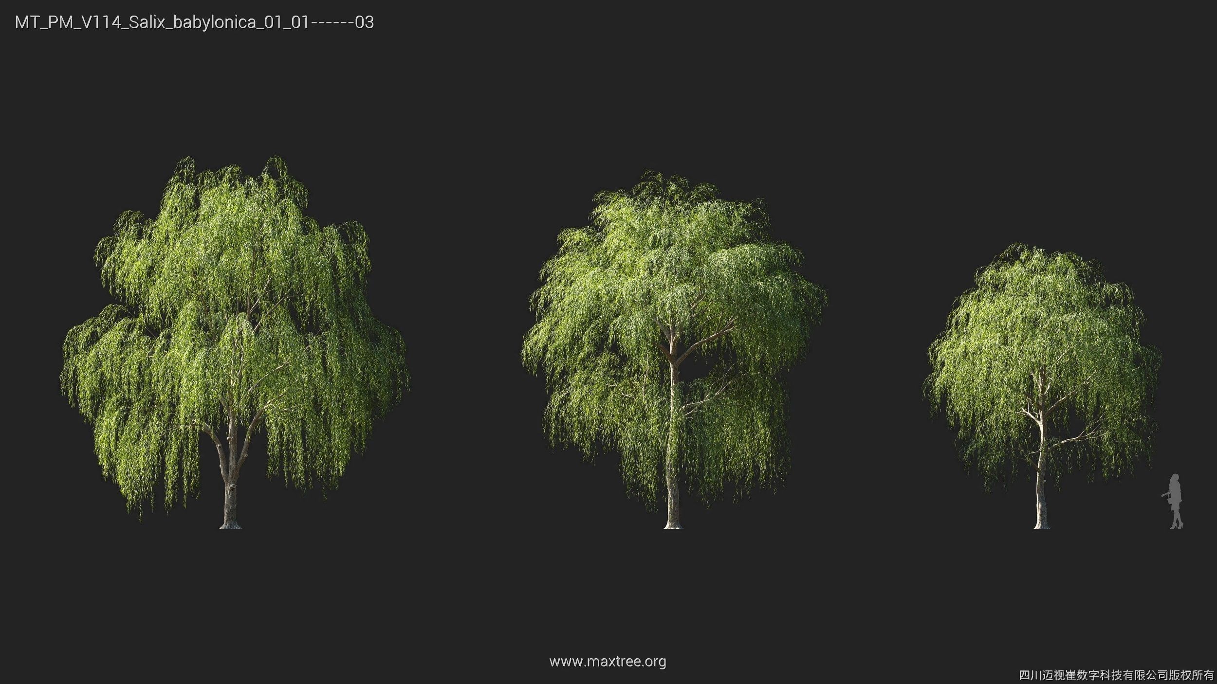 Maxtree Plant Models Vol 114 - Mesh 3D model_17