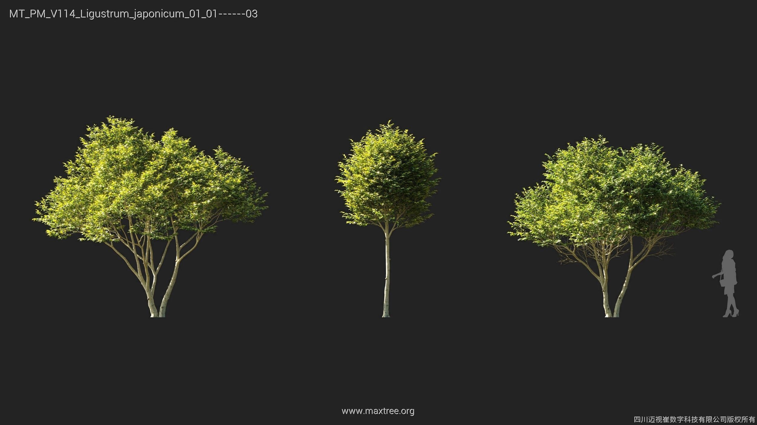 Maxtree Plant Models Vol 114 - Mesh 3D model_13