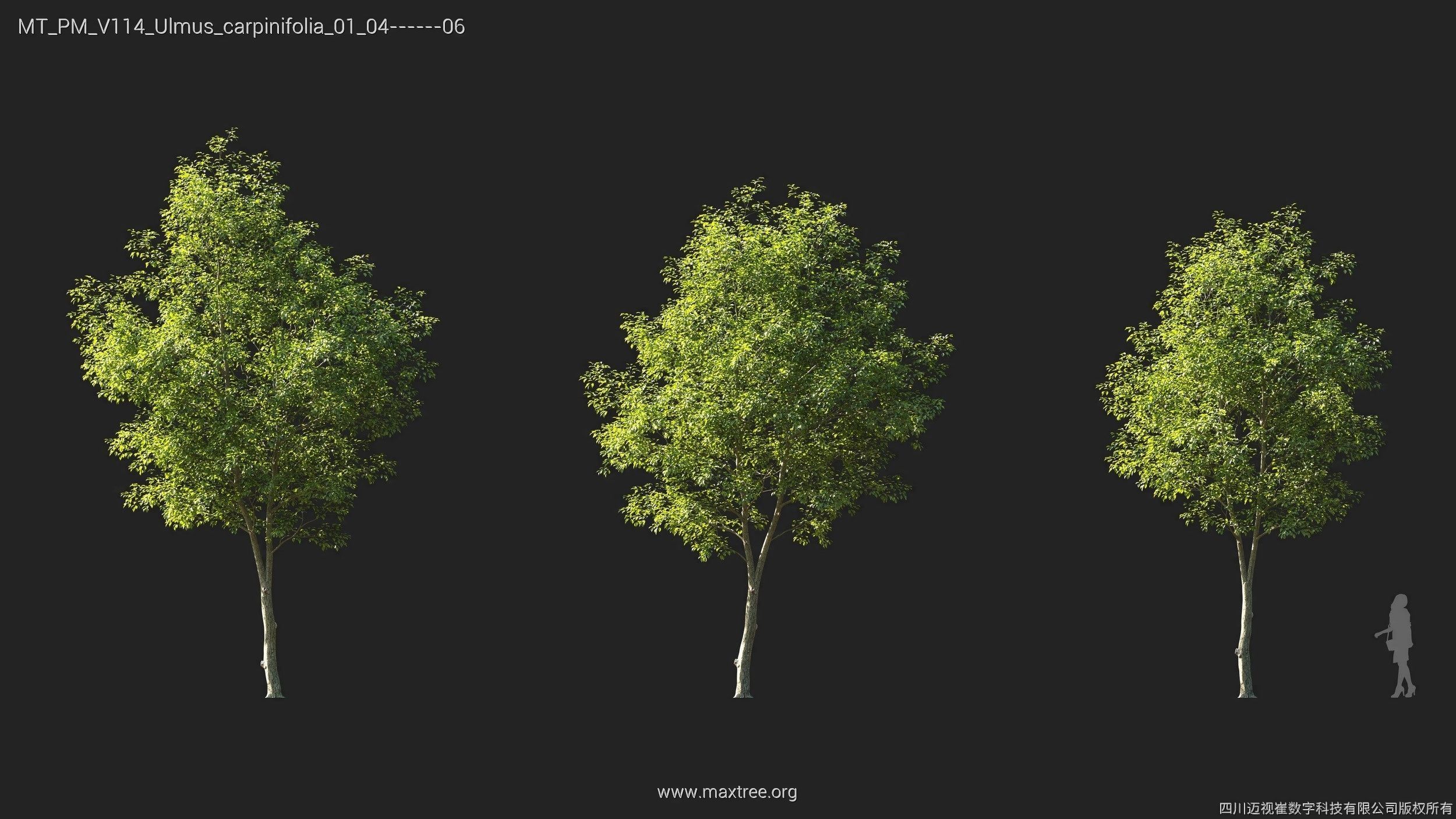 Maxtree Plant Models Vol 114 - Mesh 3D model_26