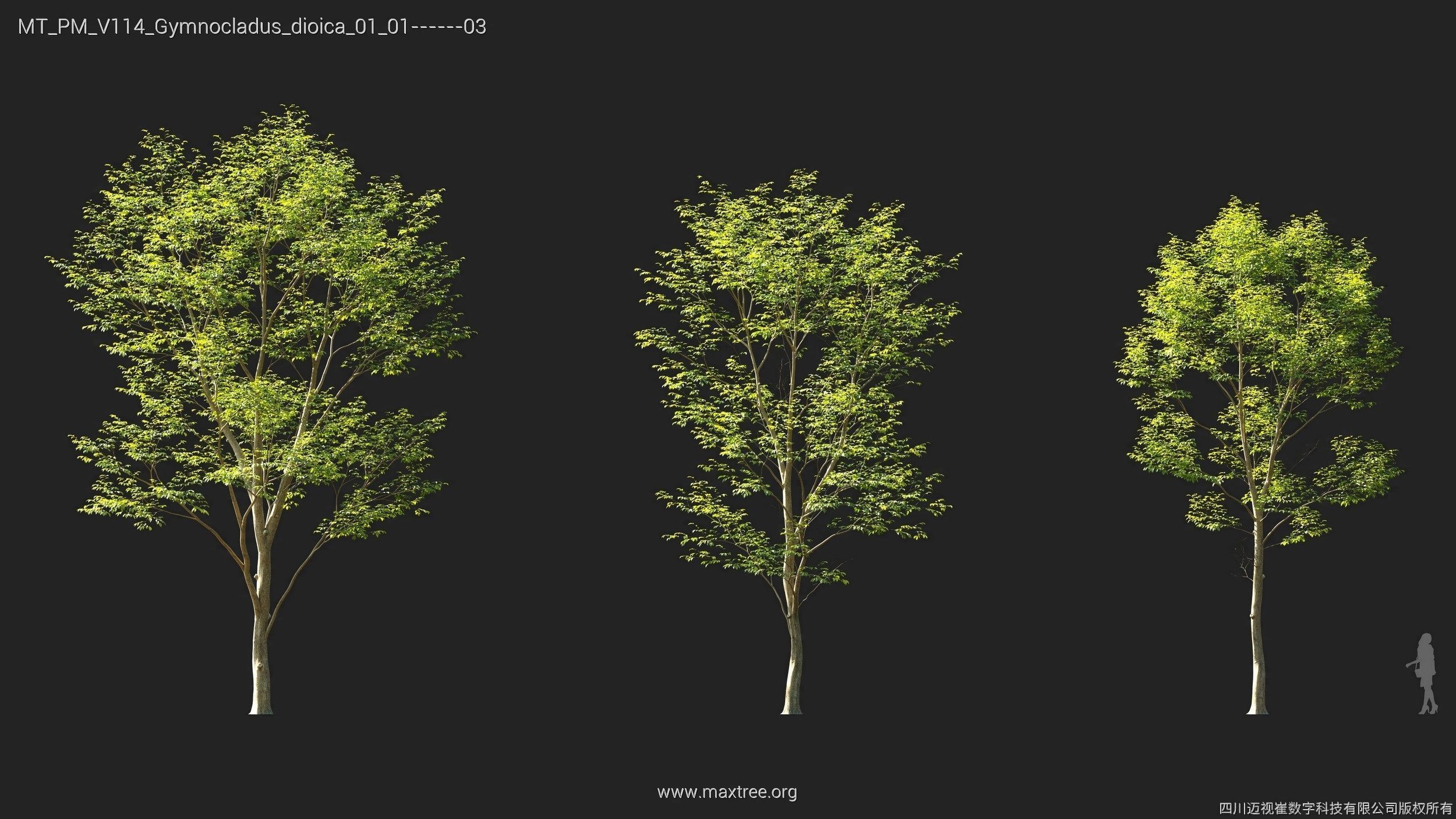 Maxtree Plant Models Vol 114 - Mesh 3D model_11