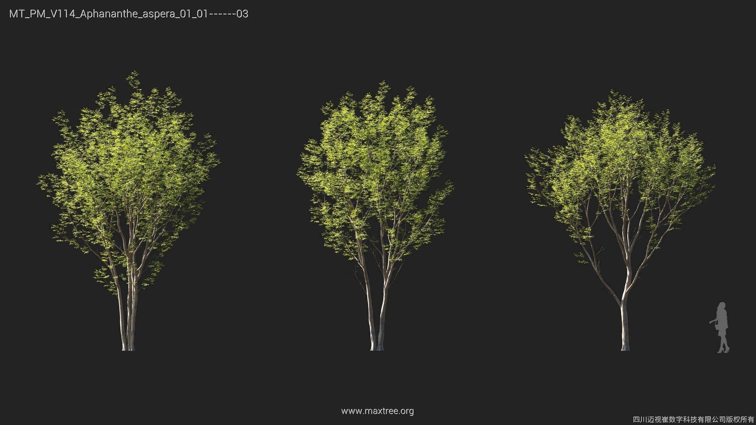 Maxtree Plant Models Vol 114 - Mesh 3D model_7
