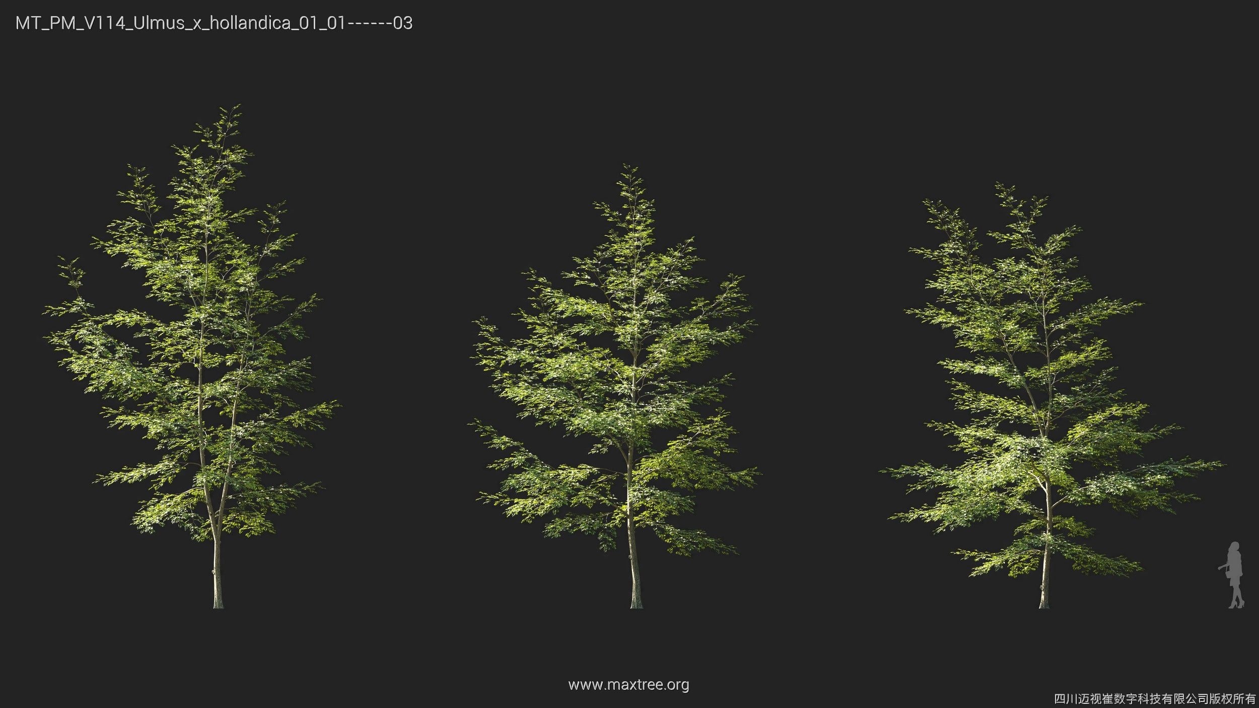 Maxtree Plant Models Vol 114 - Mesh 3D model_27