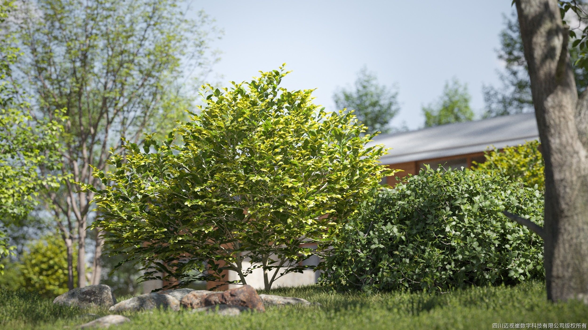 Maxtree Plant Models Vol 114 - Mesh 3D model_3