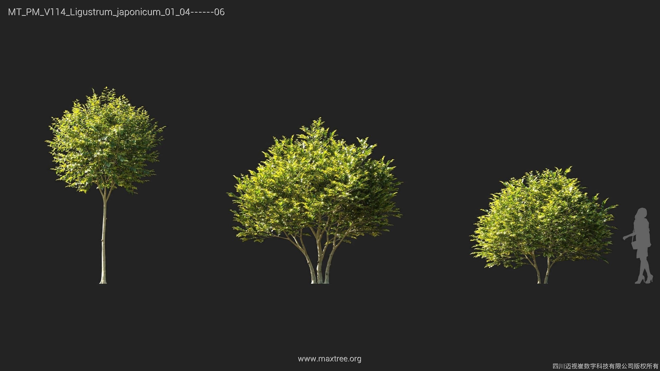 Maxtree Plant Models Vol 114 - Mesh 3D model_14