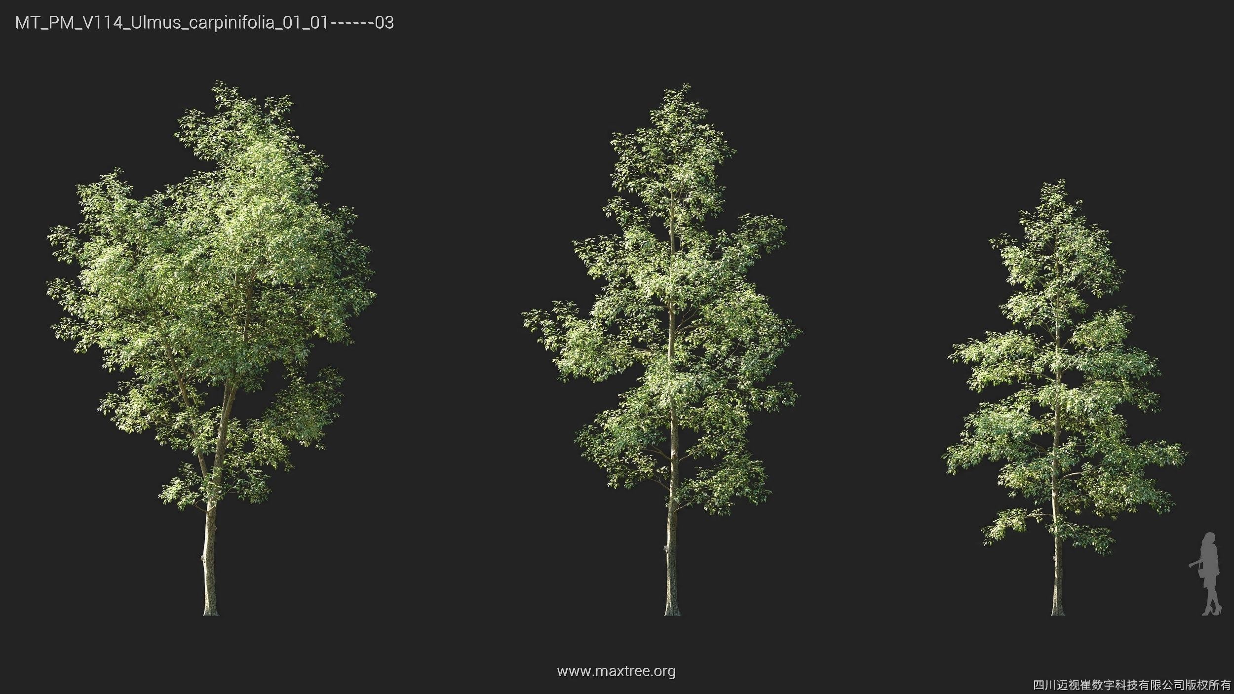 Maxtree Plant Models Vol 114 - Mesh 3D model_25