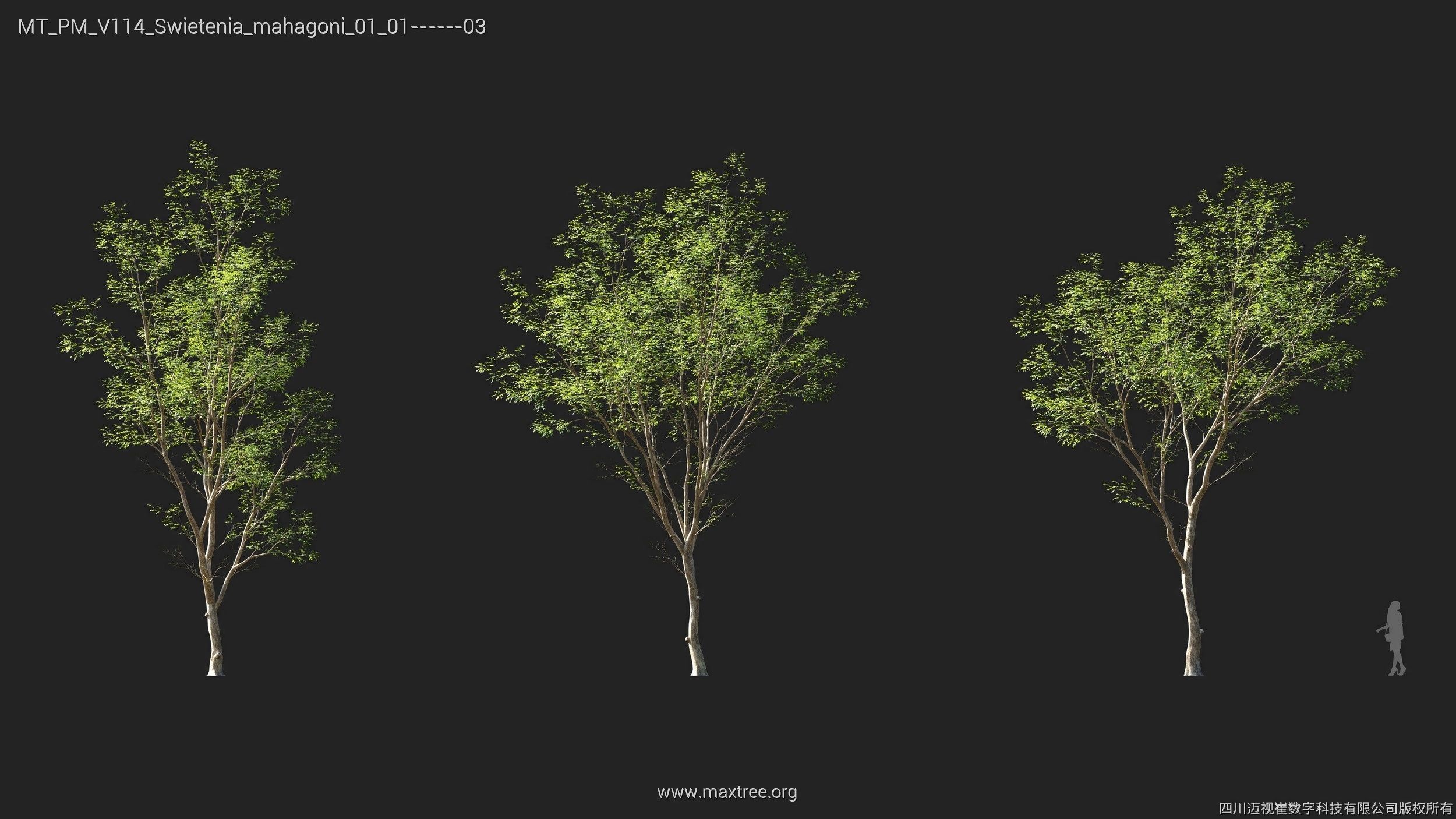 Maxtree Plant Models Vol 114 - Mesh 3D model_19