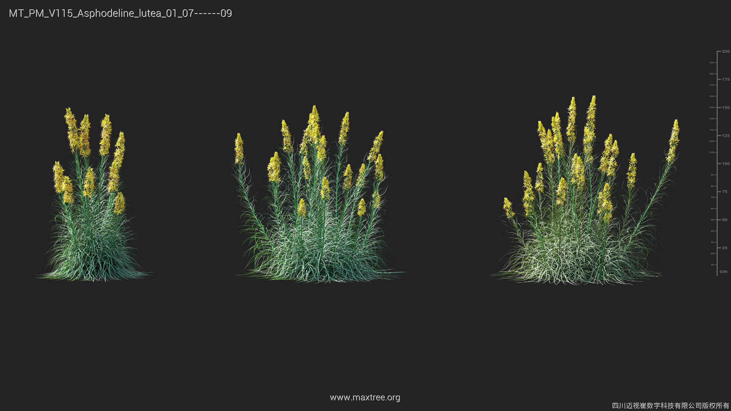 Maxtree Plant Models Vol 115 - Mesh 3D model_11