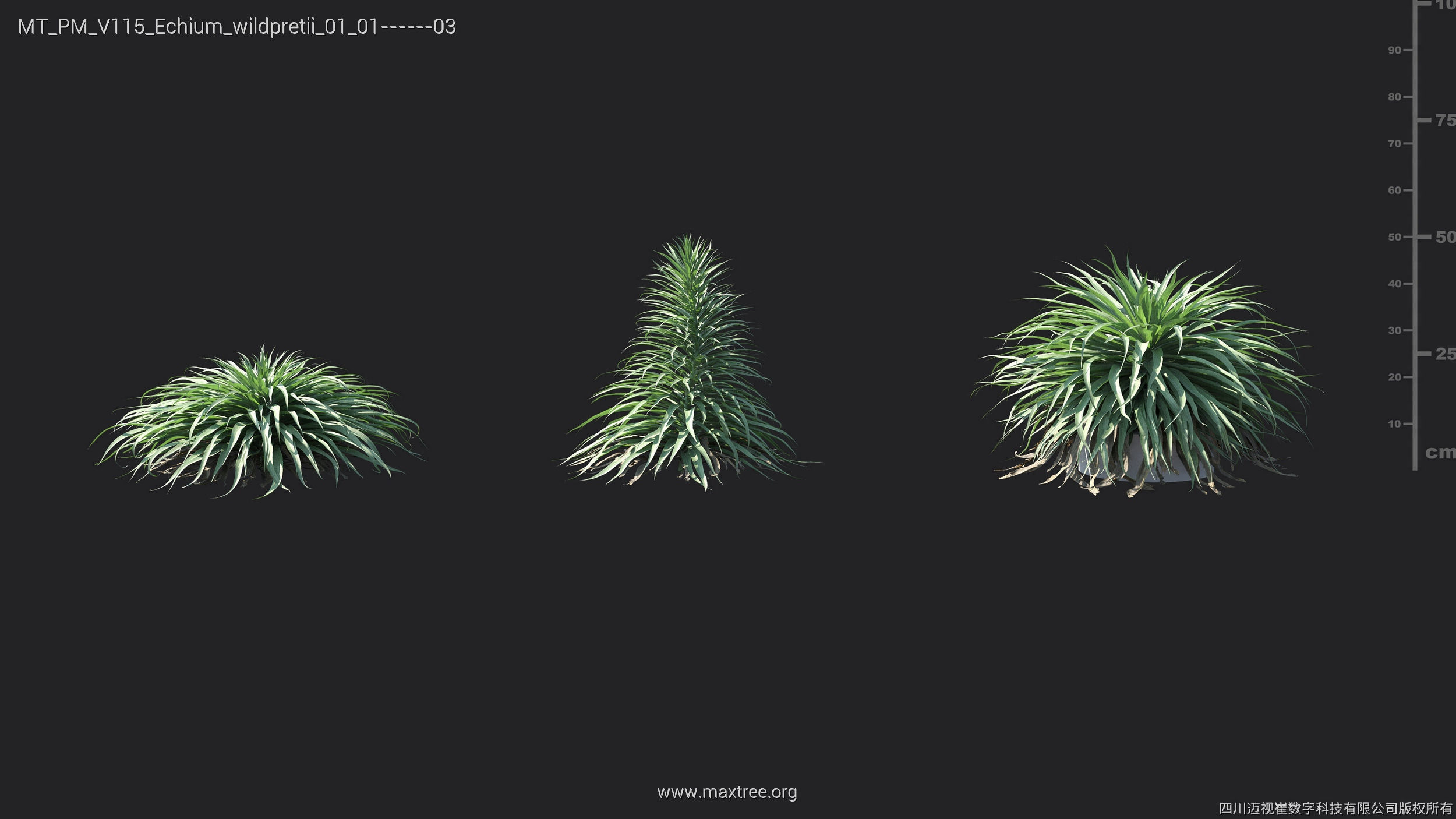 Maxtree Plant Models Vol 115 - Mesh 3D model_16