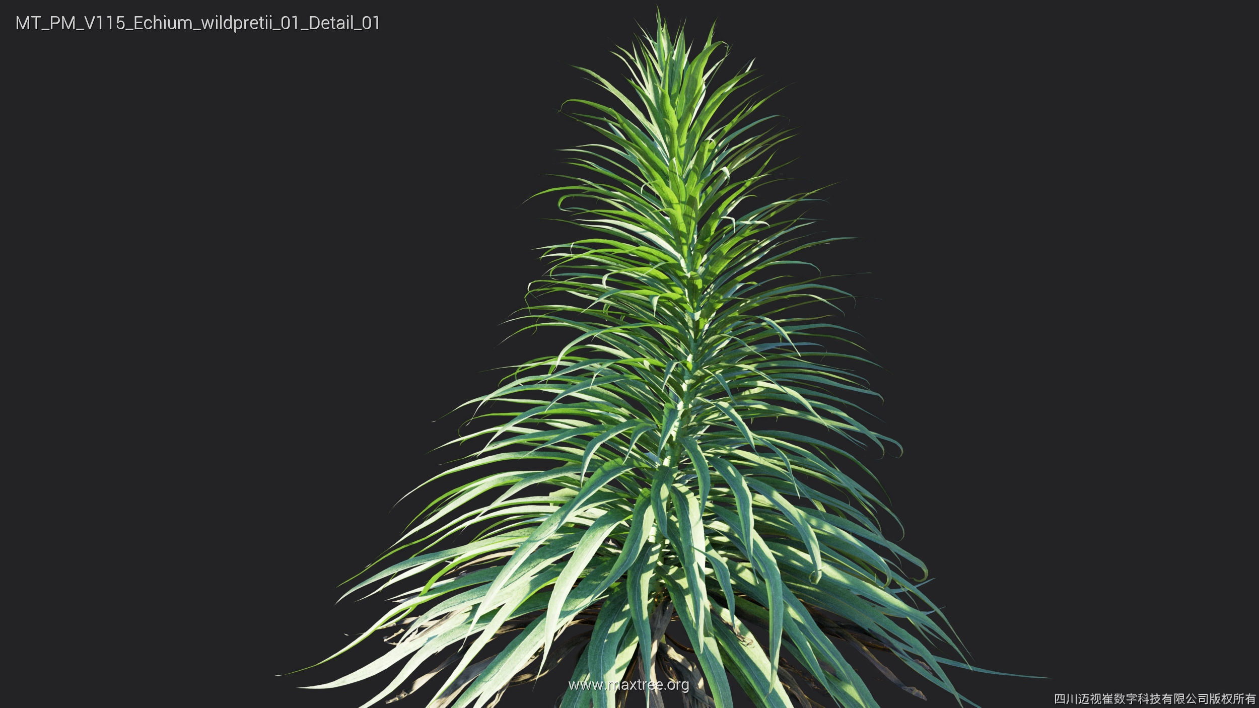 Maxtree Plant Models Vol 115 - Mesh 3D model_19