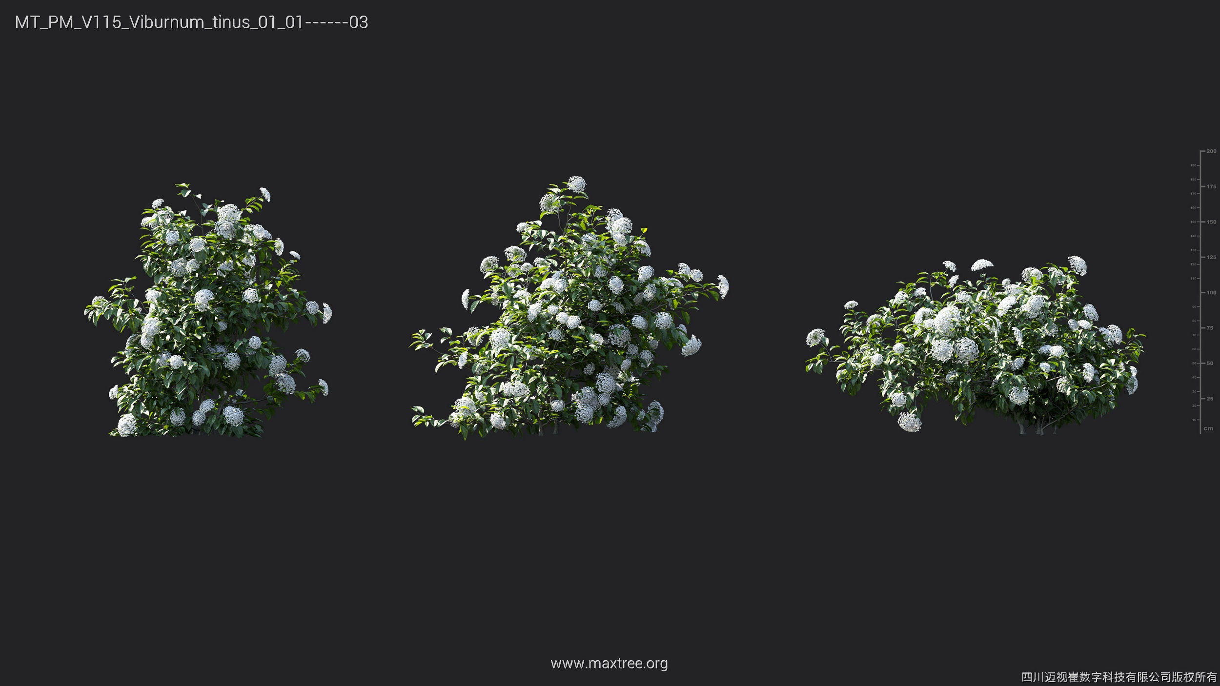 Maxtree Plant Models Vol 115 - Mesh 3D model_47