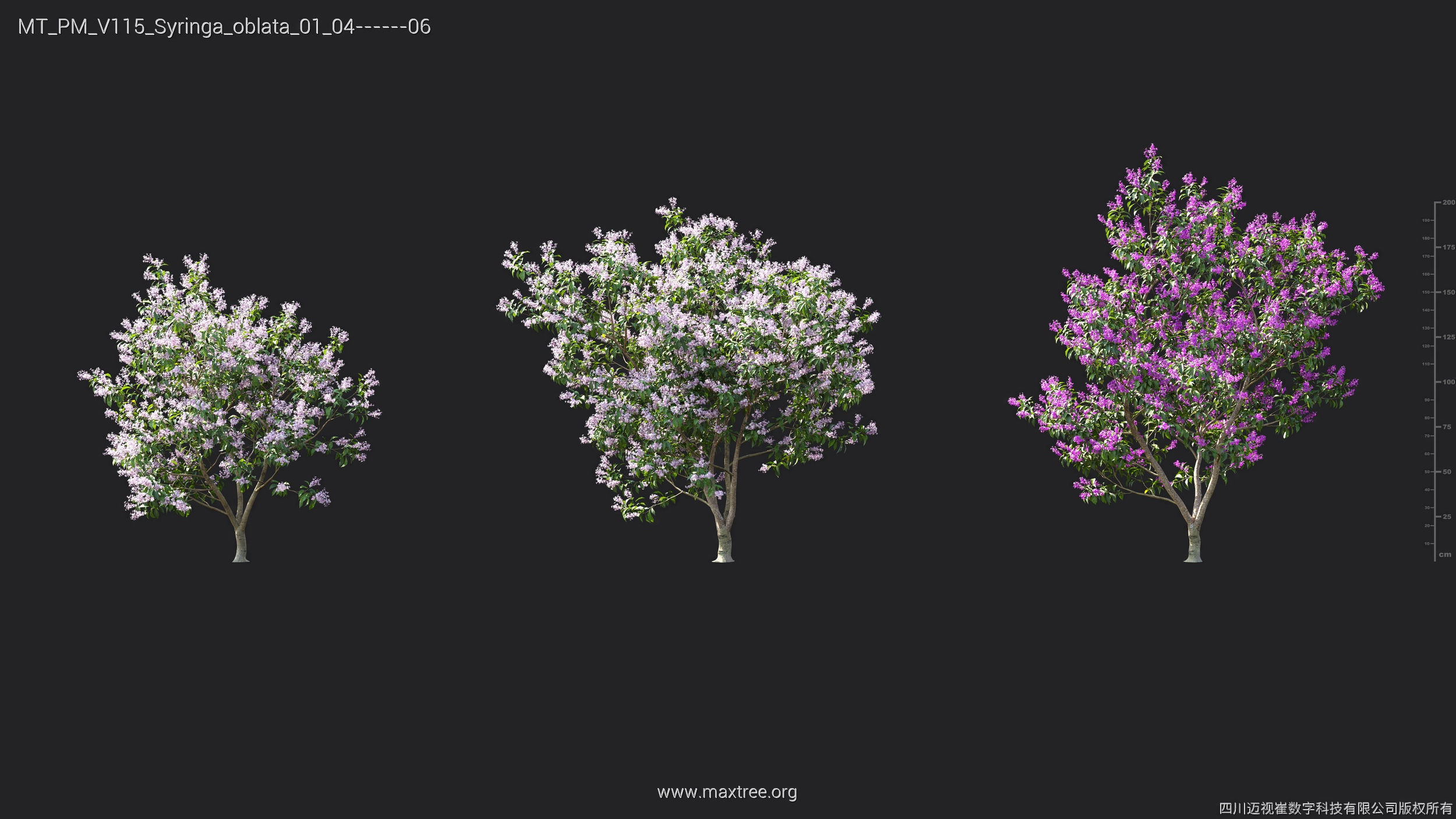 Maxtree Plant Models Vol 115 - Mesh 3D model_45