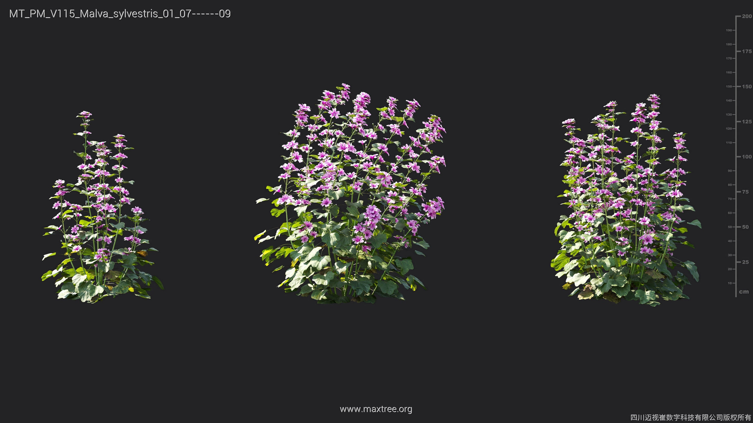 Maxtree Plant Models Vol 115 - Mesh 3D model_34