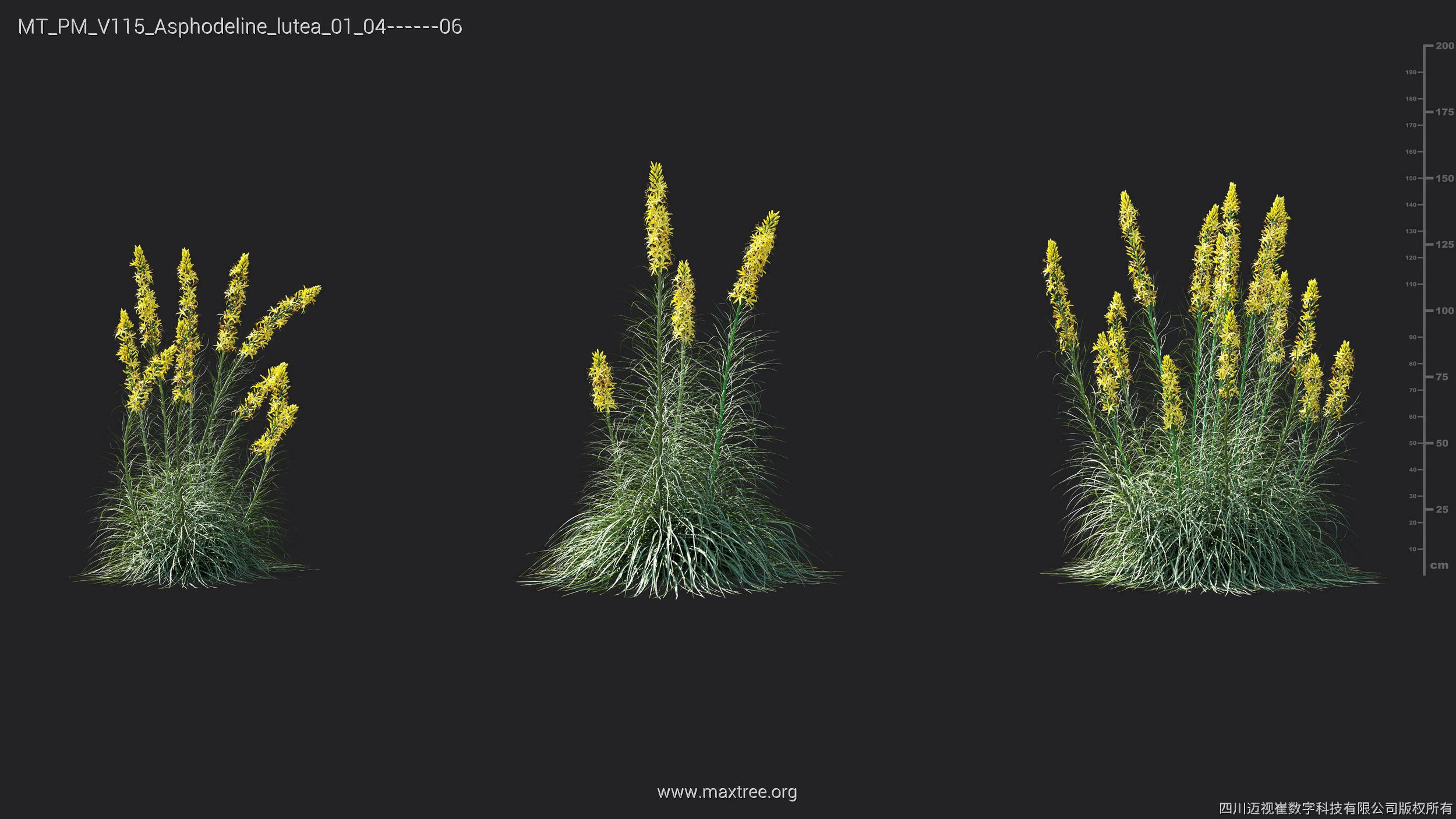Maxtree Plant Models Vol 115 - Mesh 3D model_10