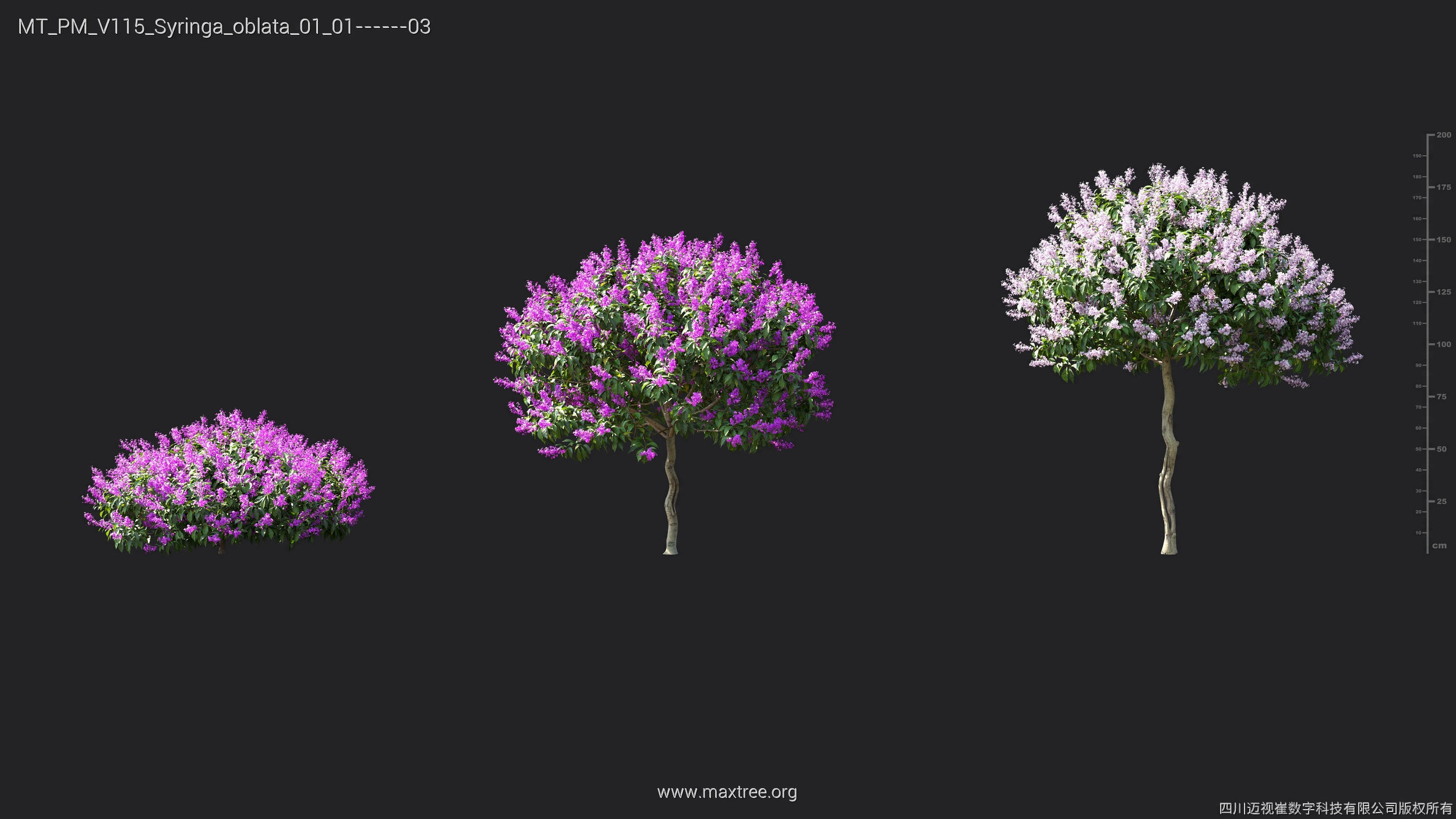 Maxtree Plant Models Vol 115 - Mesh 3D model_44