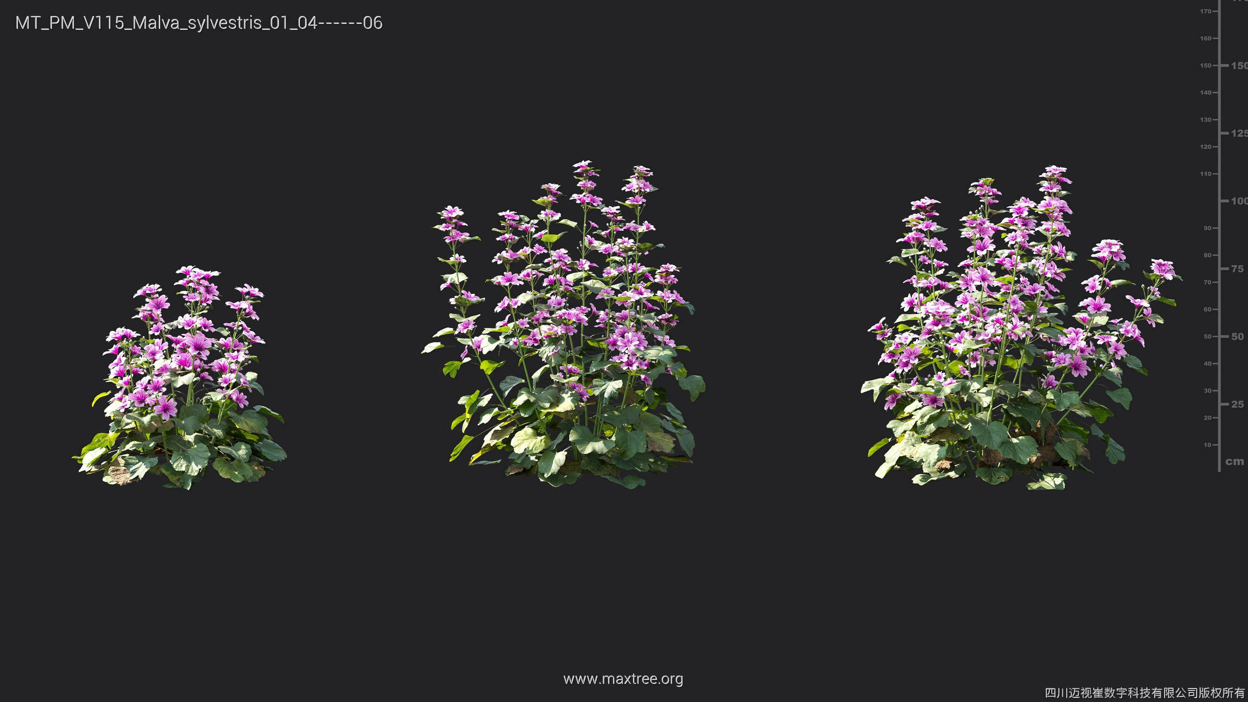 Maxtree Plant Models Vol 115 - Mesh 3D model_33