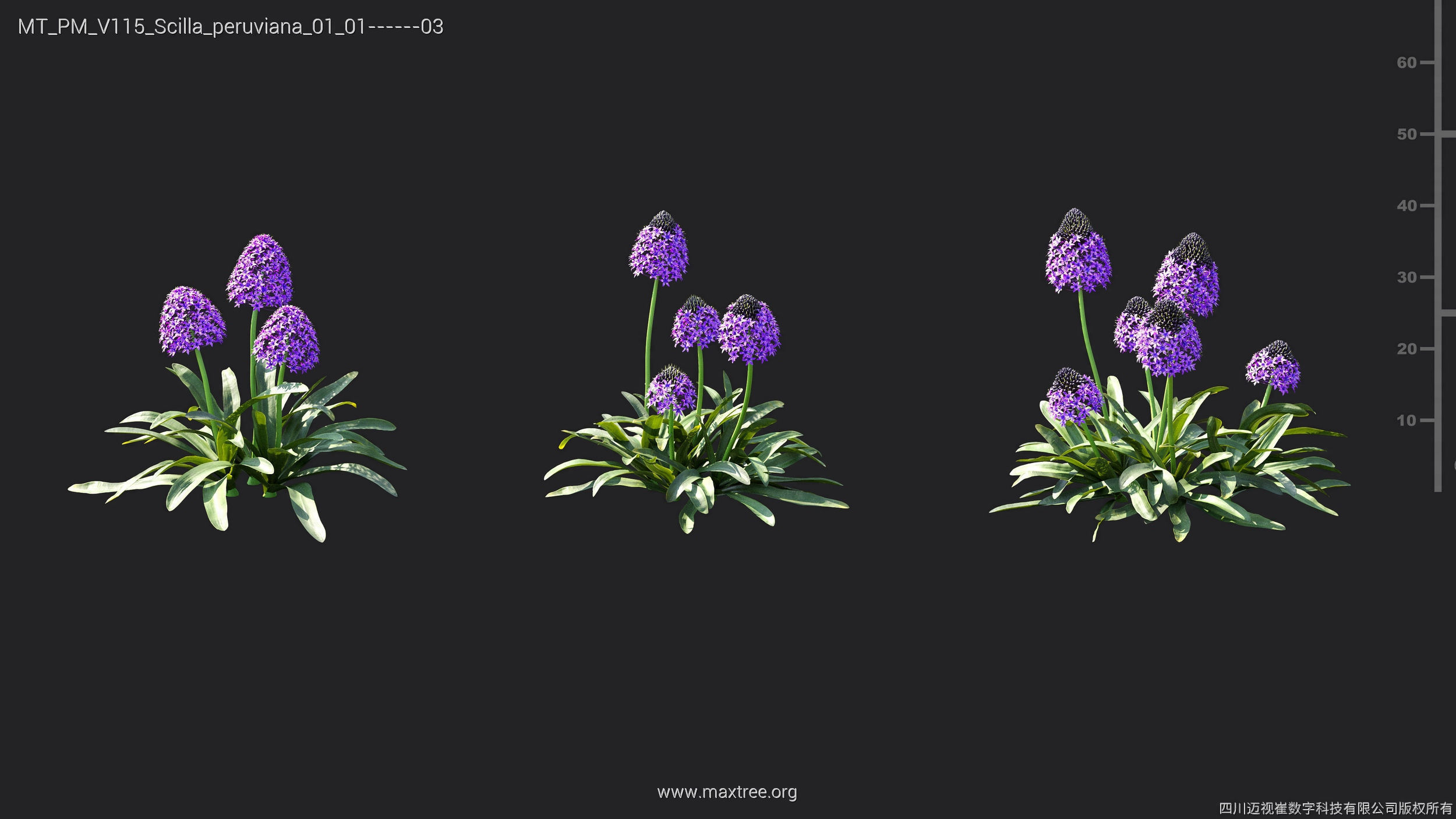 Maxtree Plant Models Vol 115 - Mesh 3D model_36