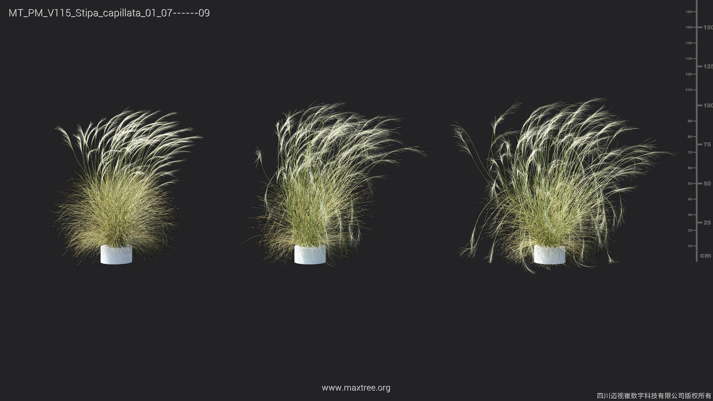 Maxtree Plant Models Vol 115 - Mesh 3D model_42