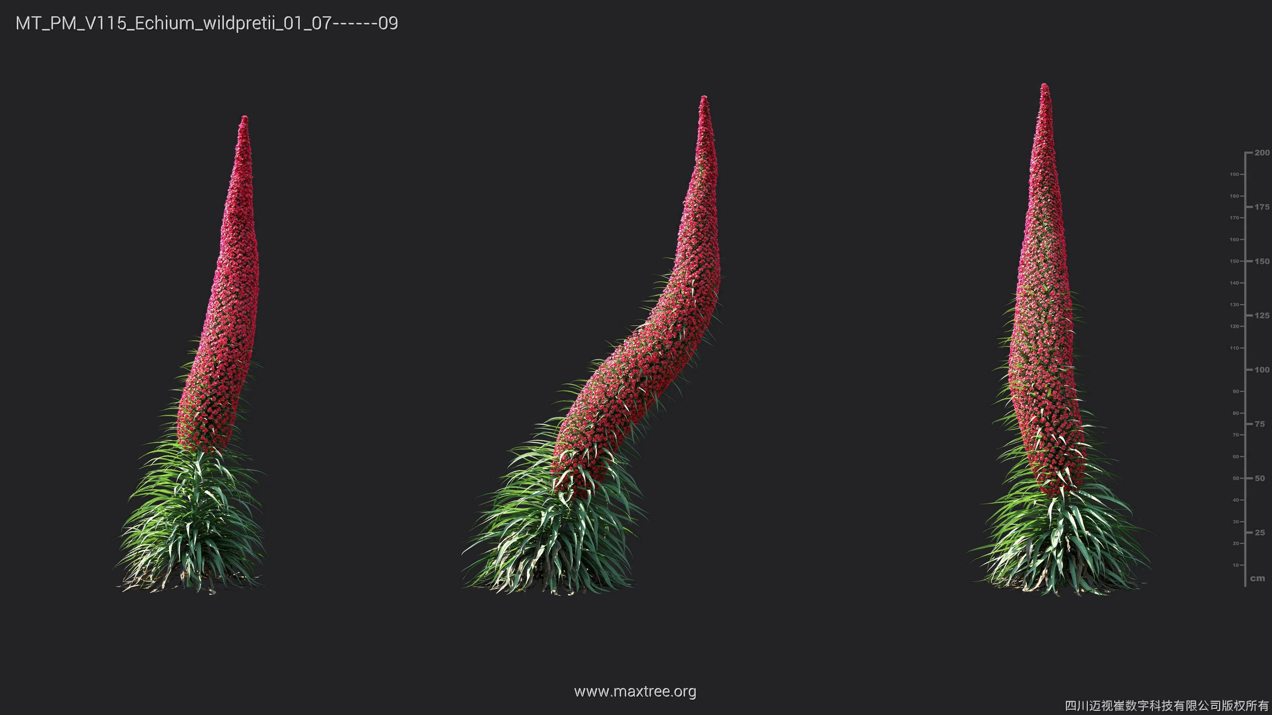 Maxtree Plant Models Vol 115 - Mesh 3D model_18