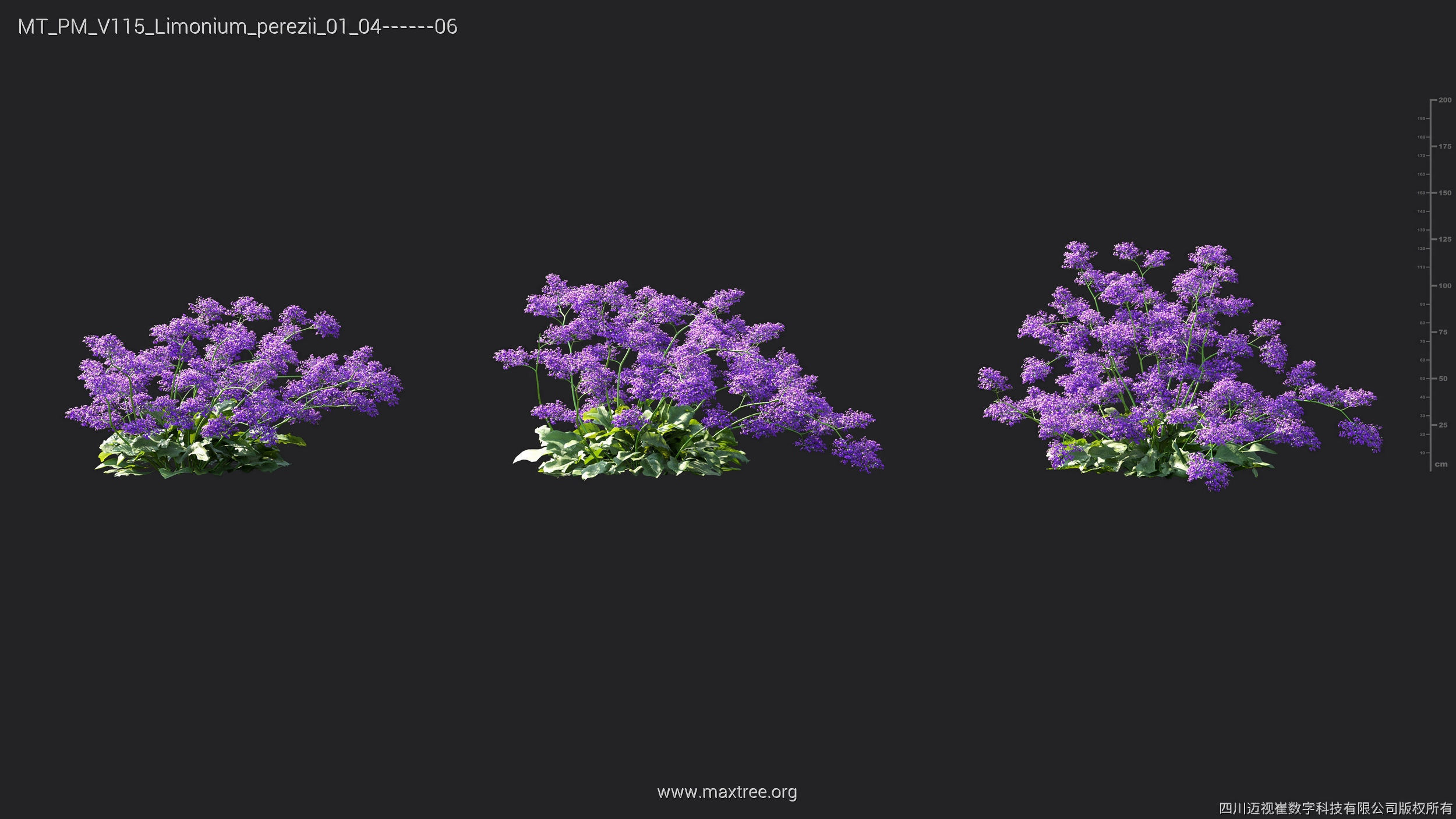 Maxtree Plant Models Vol 115 - Mesh 3D model_29