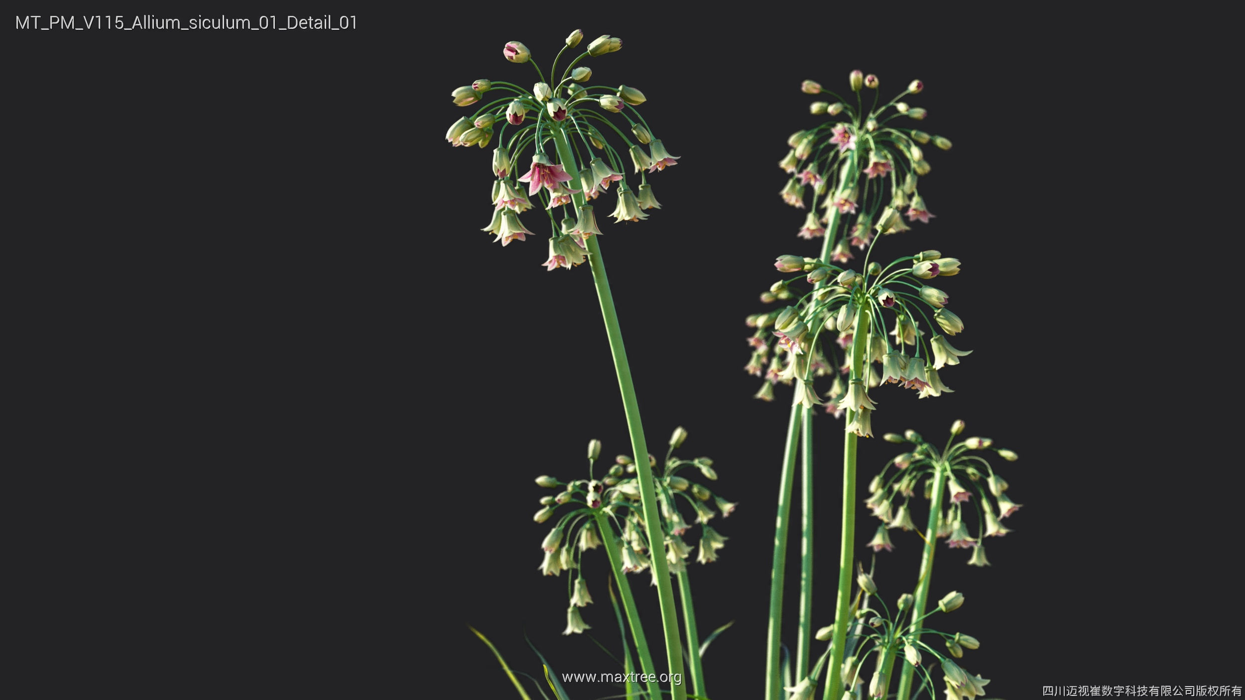 Maxtree Plant Models Vol 115 - Mesh 3D model_8