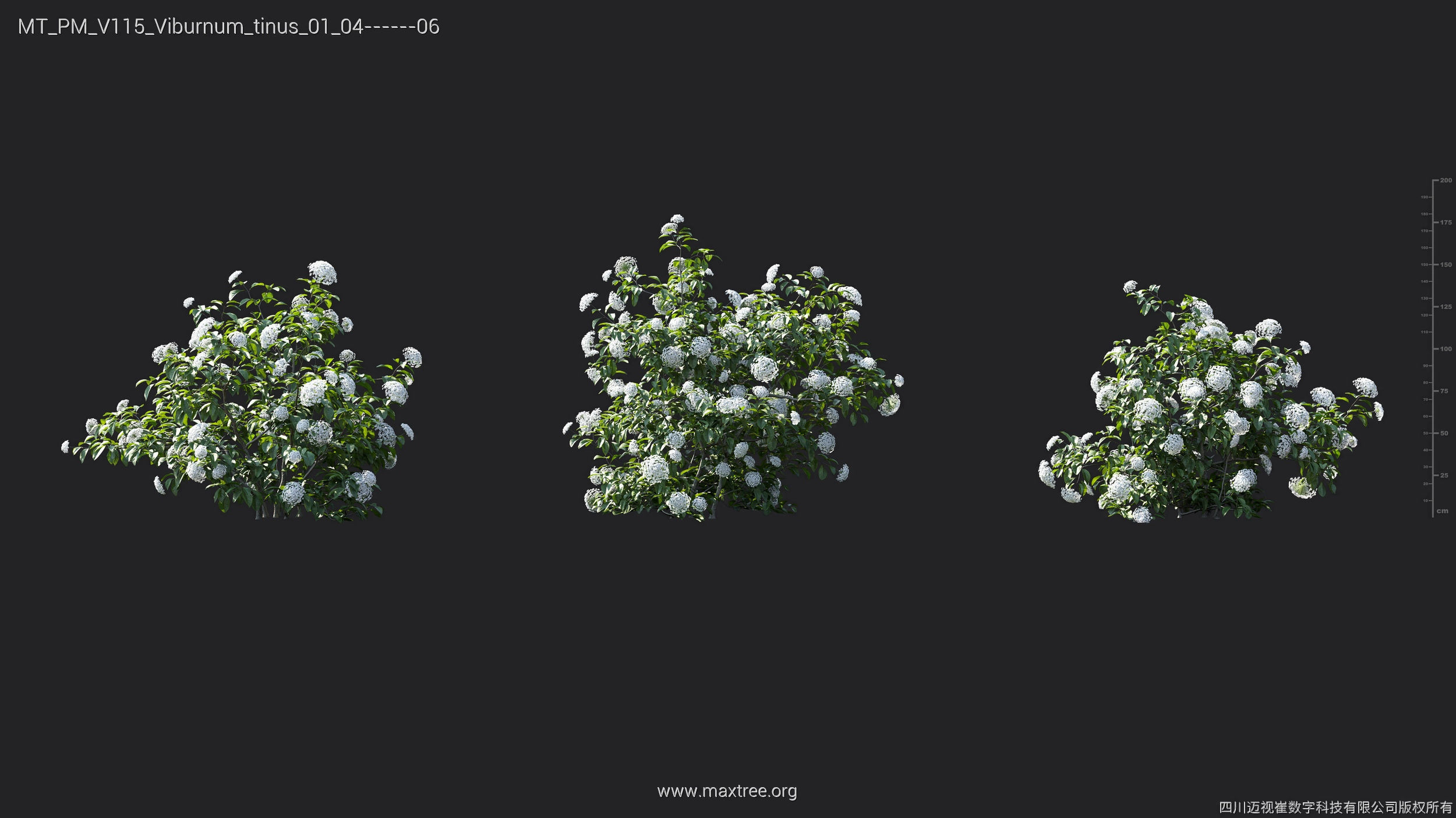 Maxtree Plant Models Vol 115 - Mesh 3D model_48