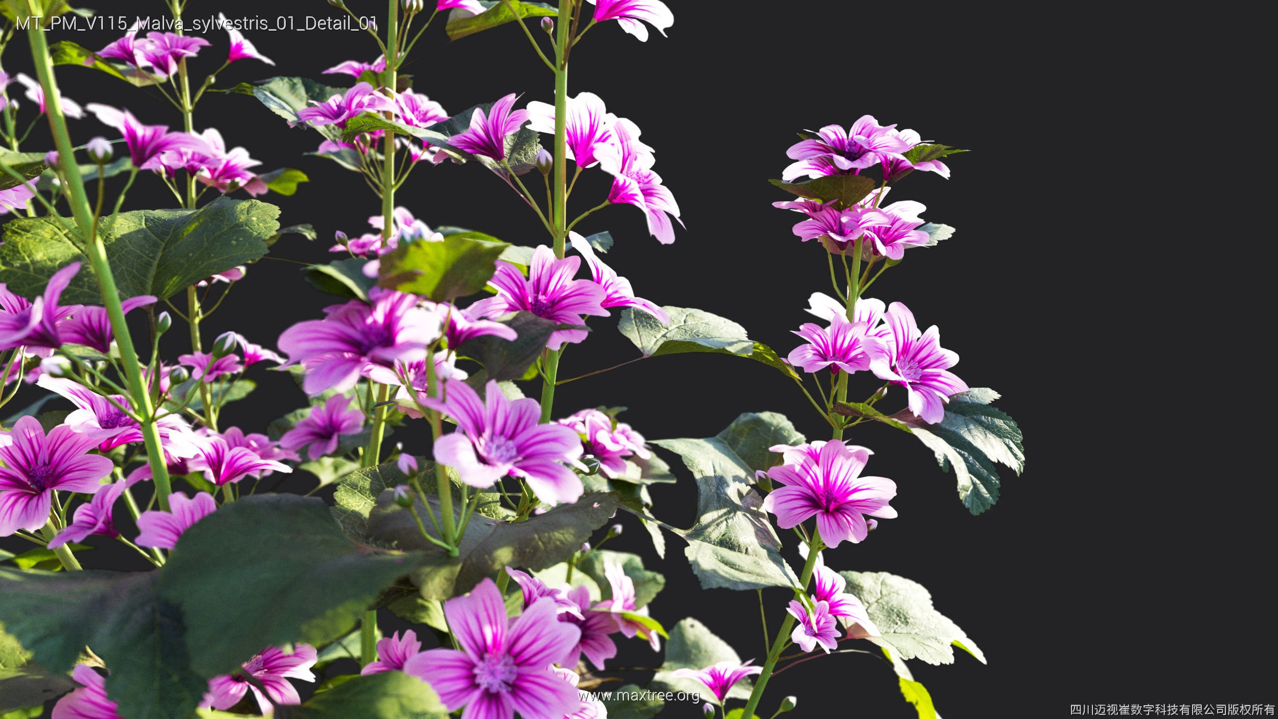 Maxtree Plant Models Vol 115 - Mesh 3D model_35