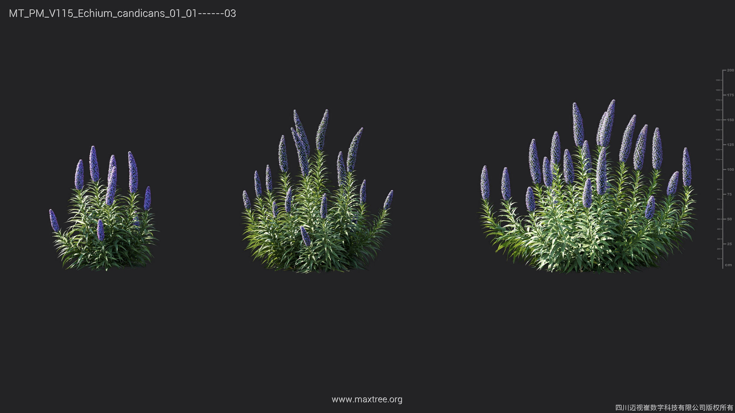 Maxtree Plant Models Vol 115 - Mesh 3D model_13