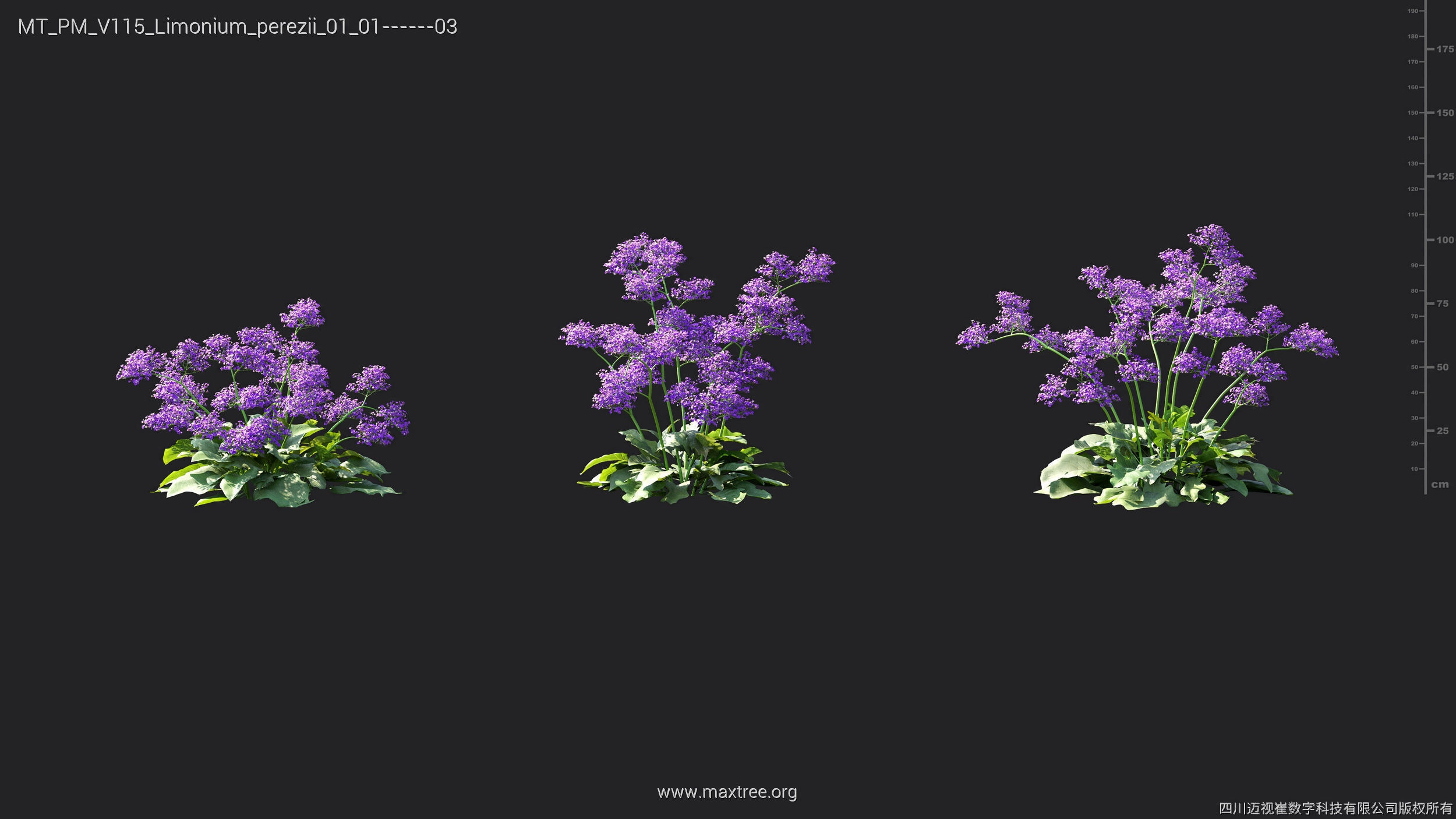 Maxtree Plant Models Vol 115 - Mesh 3D model_28