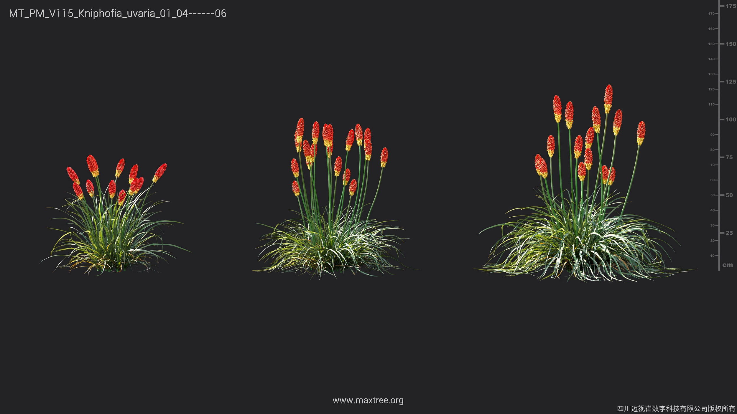 Maxtree Plant Models Vol 115 - Mesh 3D model_25