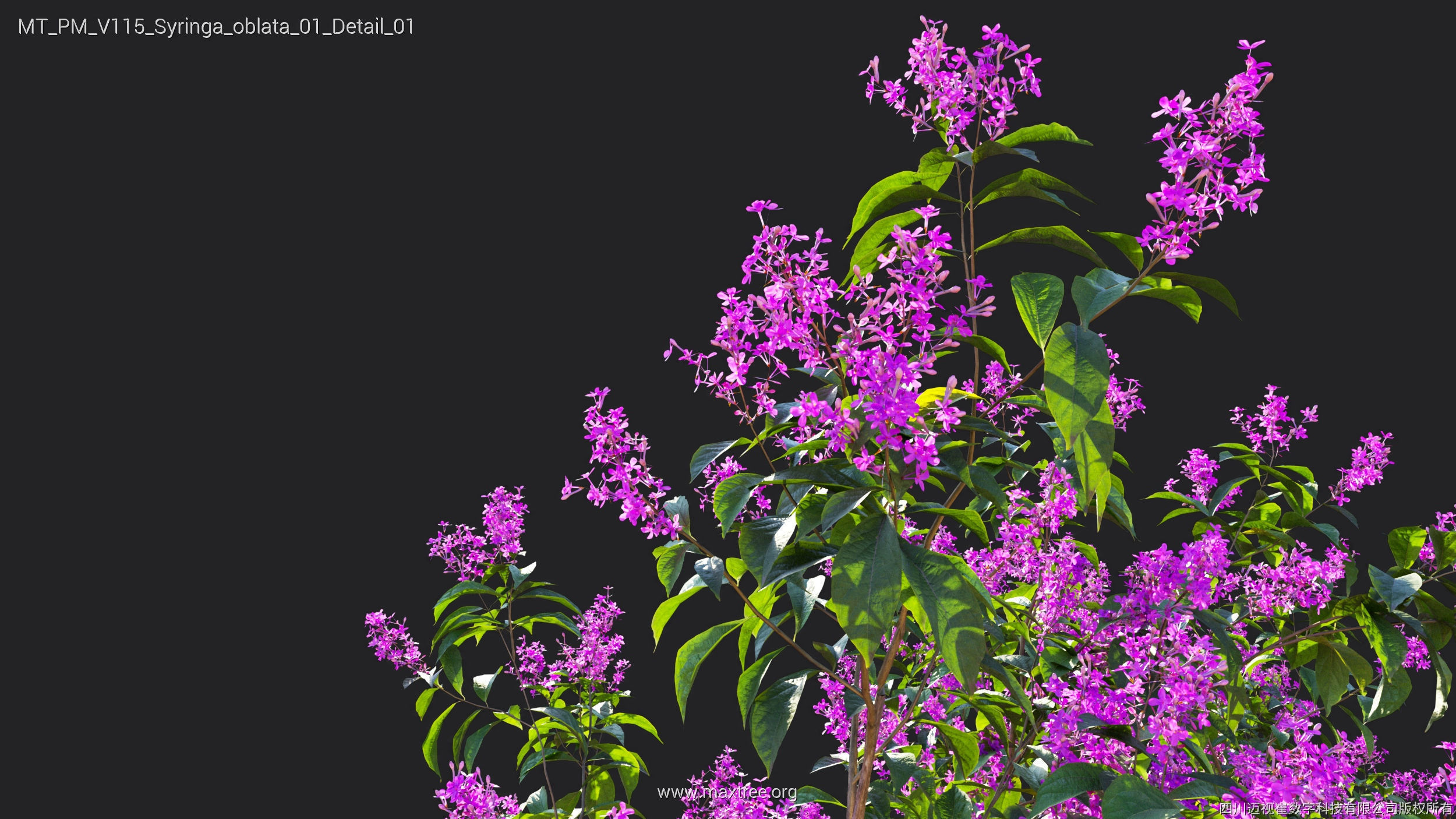 Maxtree Plant Models Vol 115 - Mesh 3D model_46