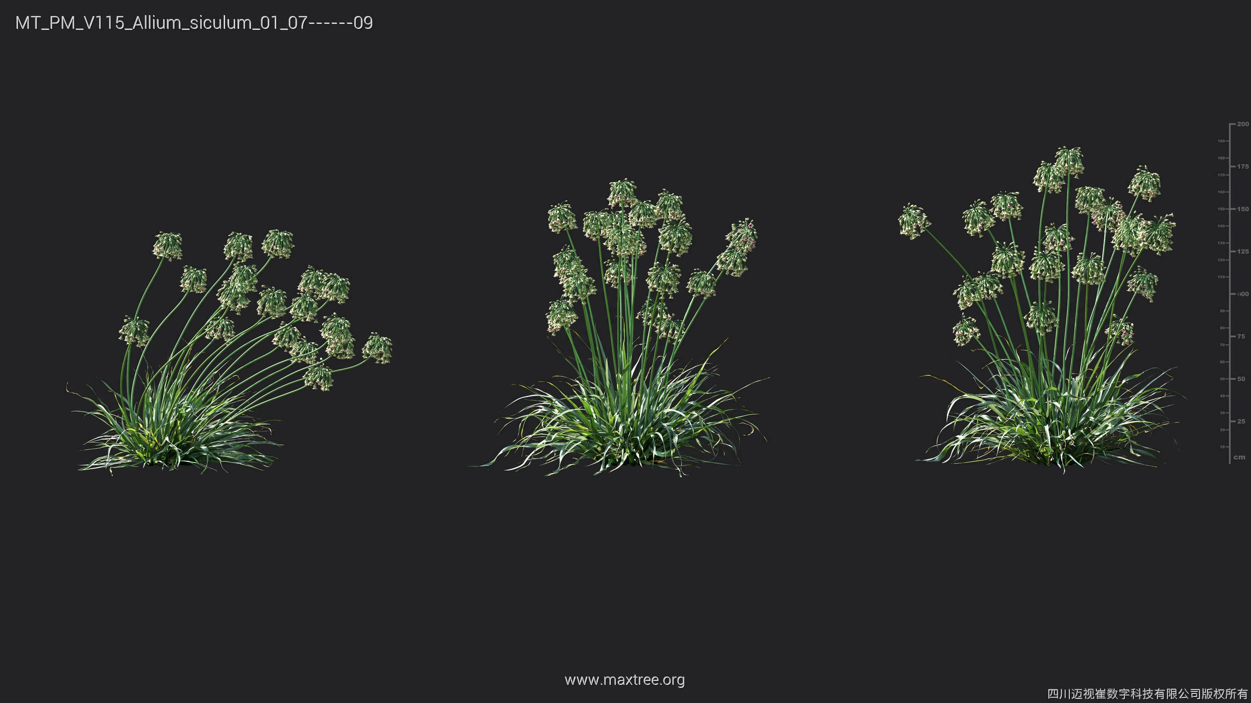 Maxtree Plant Models Vol 115 - Mesh 3D model_7