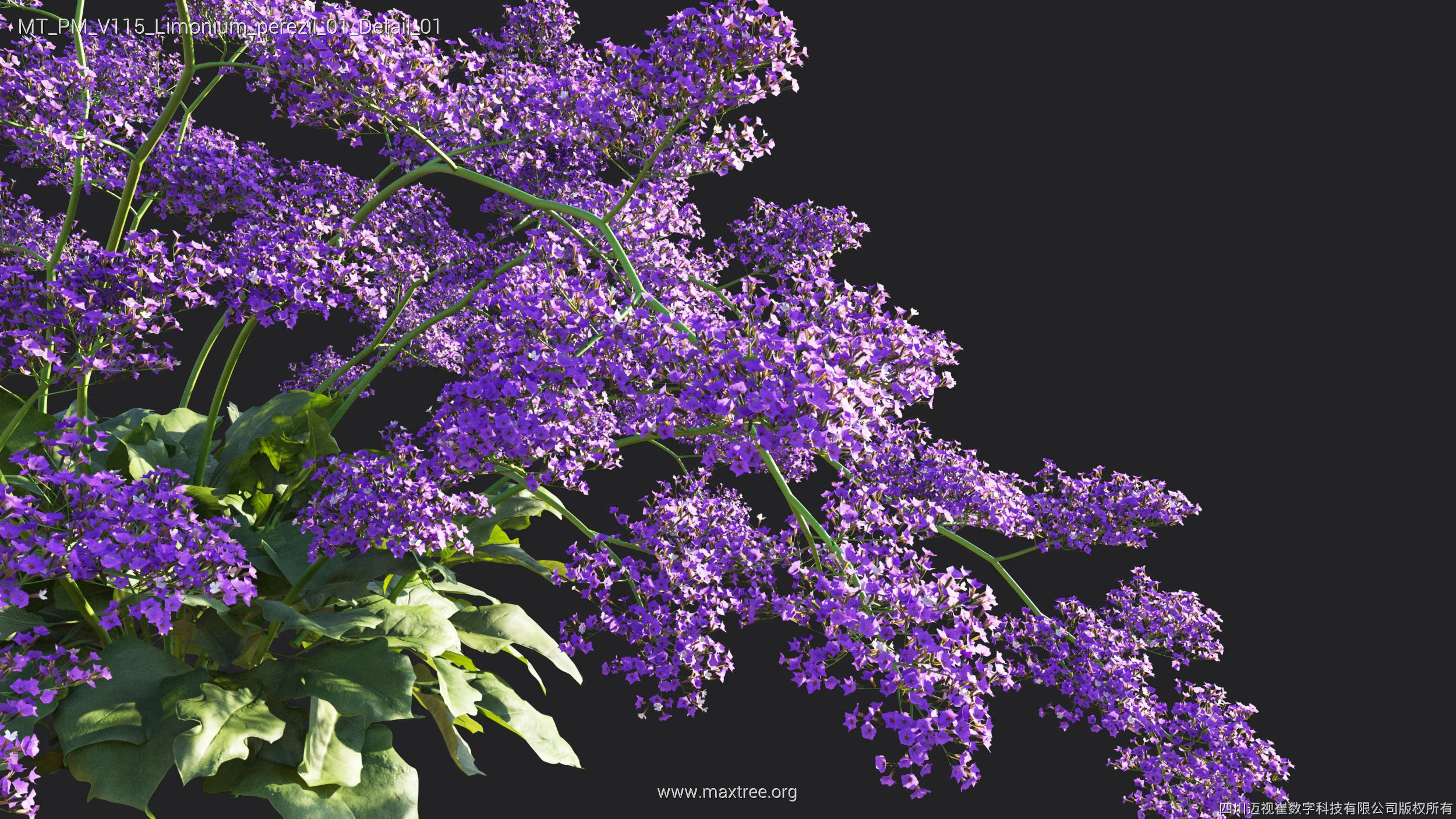 Maxtree Plant Models Vol 115 - Mesh 3D model_31