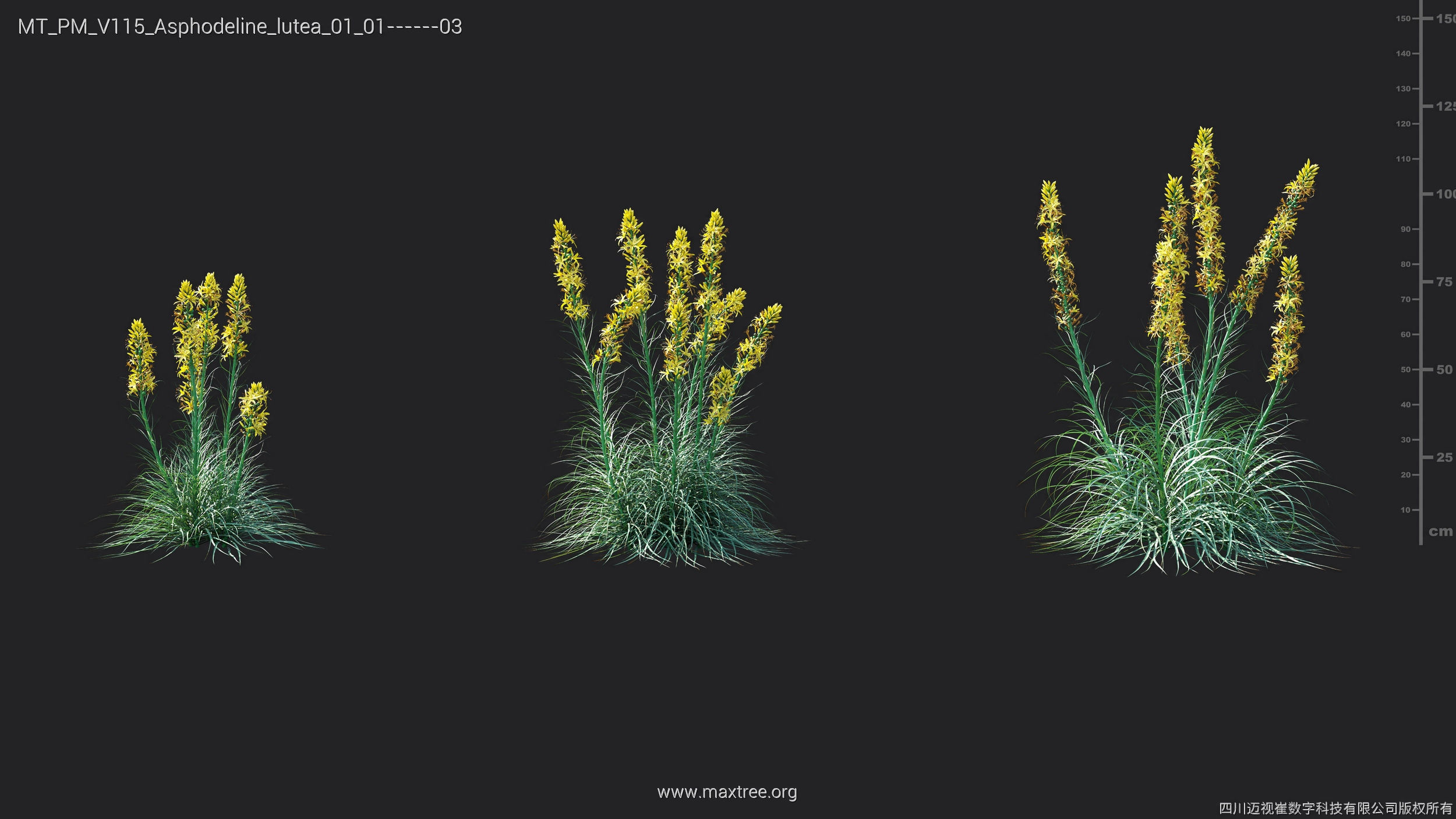 Maxtree Plant Models Vol 115 - Mesh 3D model_9