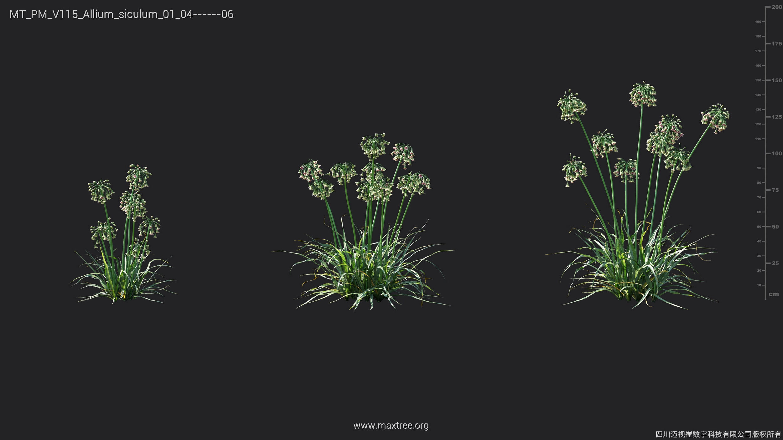 Maxtree Plant Models Vol 115 - Mesh 3D model_6