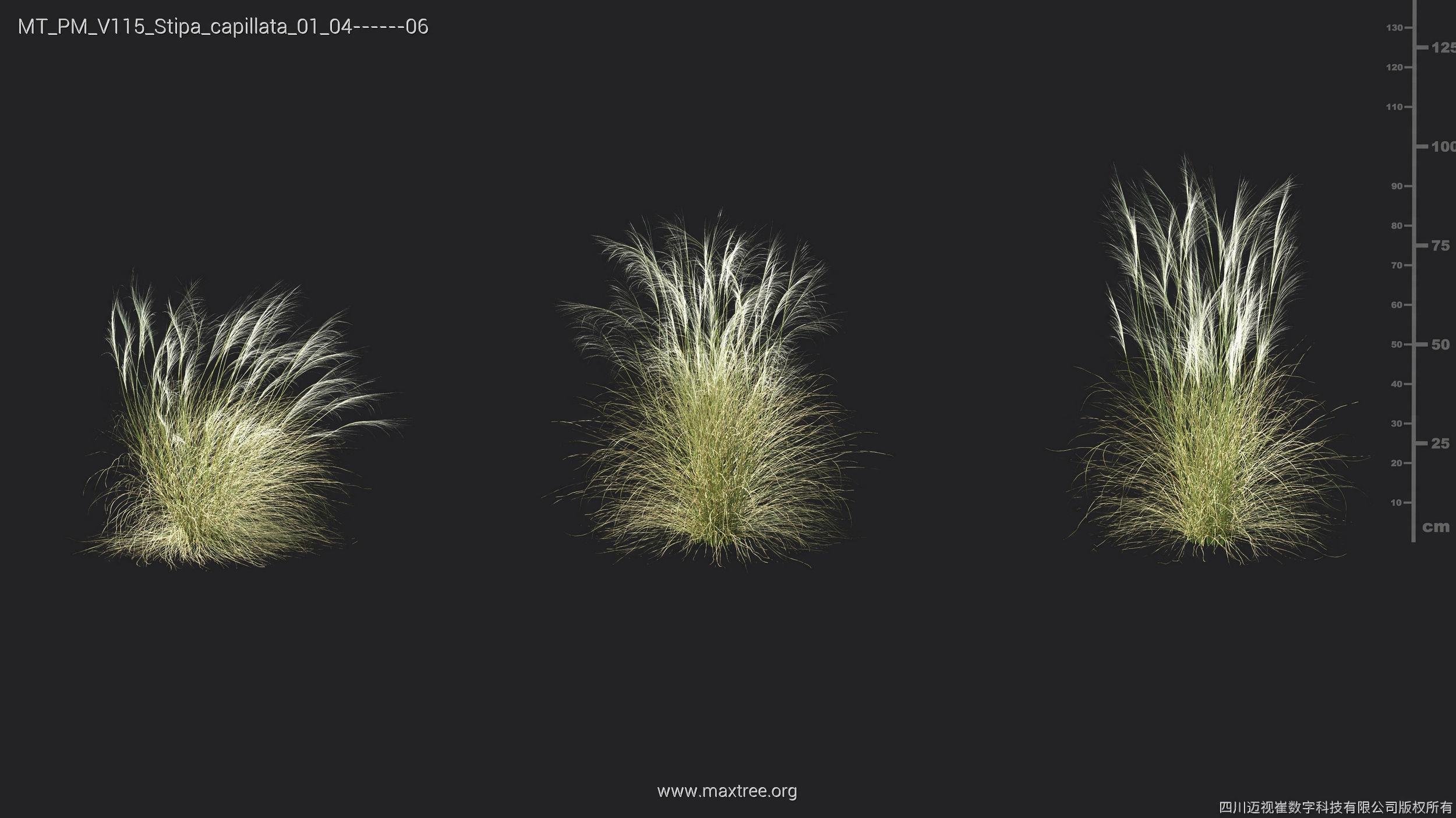 Maxtree Plant Models Vol 115 - Mesh 3D model_41