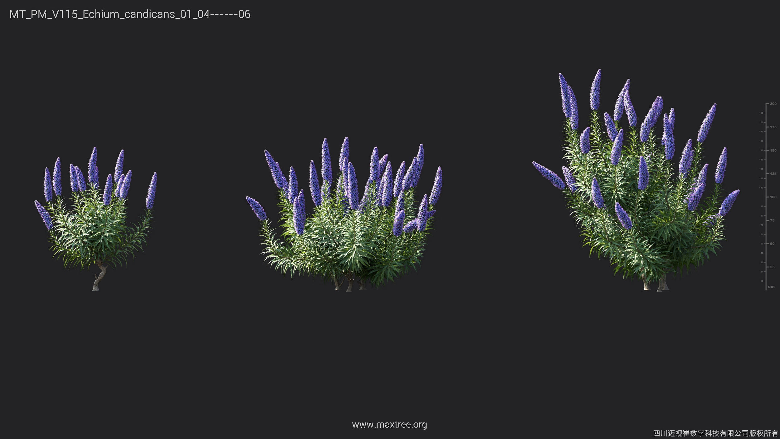 Maxtree Plant Models Vol 115 - Mesh 3D model_14