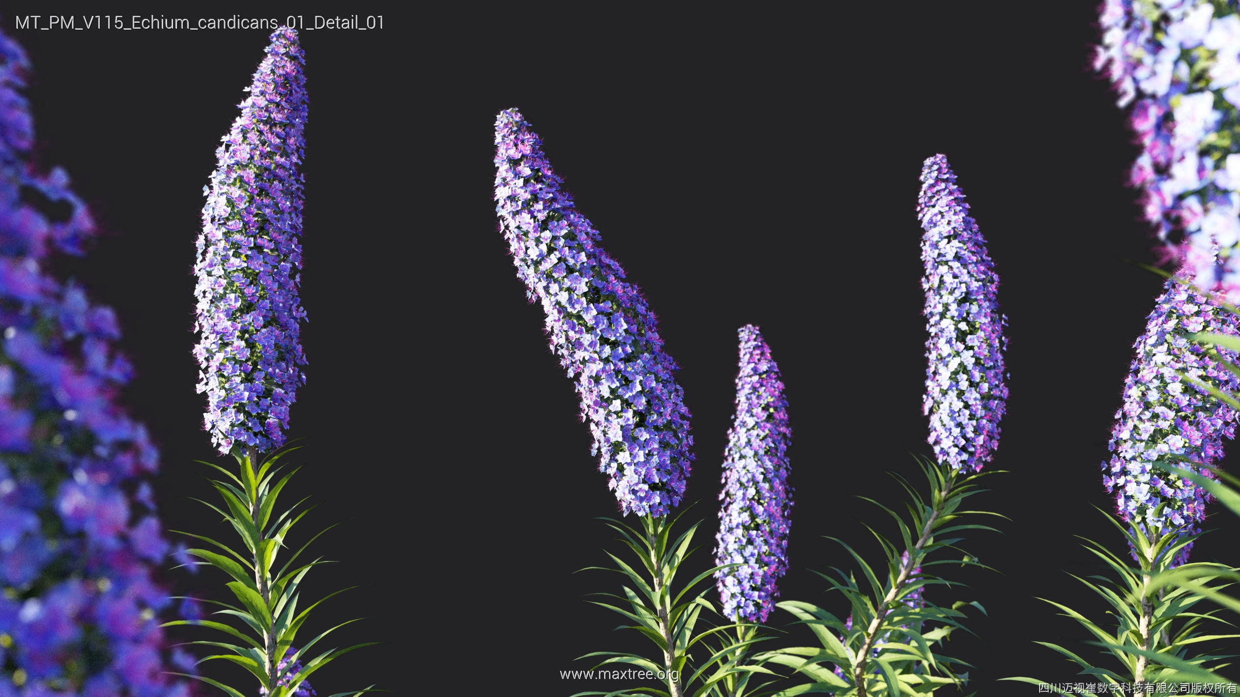 Maxtree Plant Models Vol 115 - Mesh 3D model_15