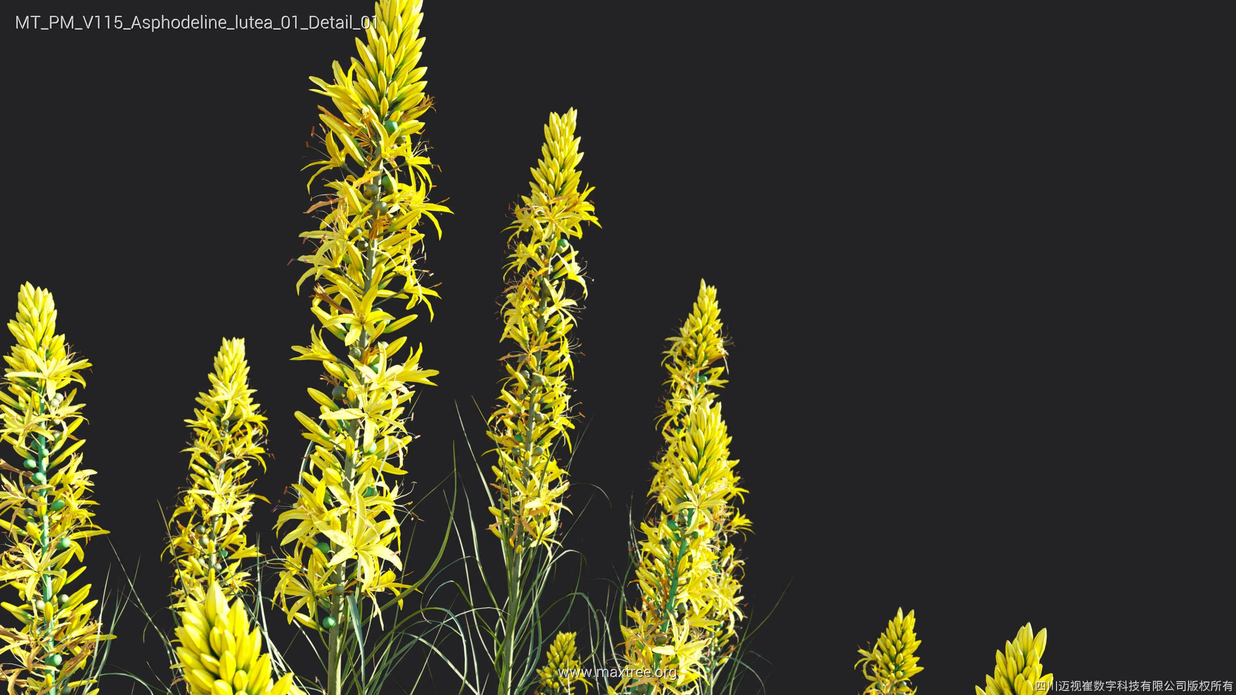 Maxtree Plant Models Vol 115 - Mesh 3D model_12