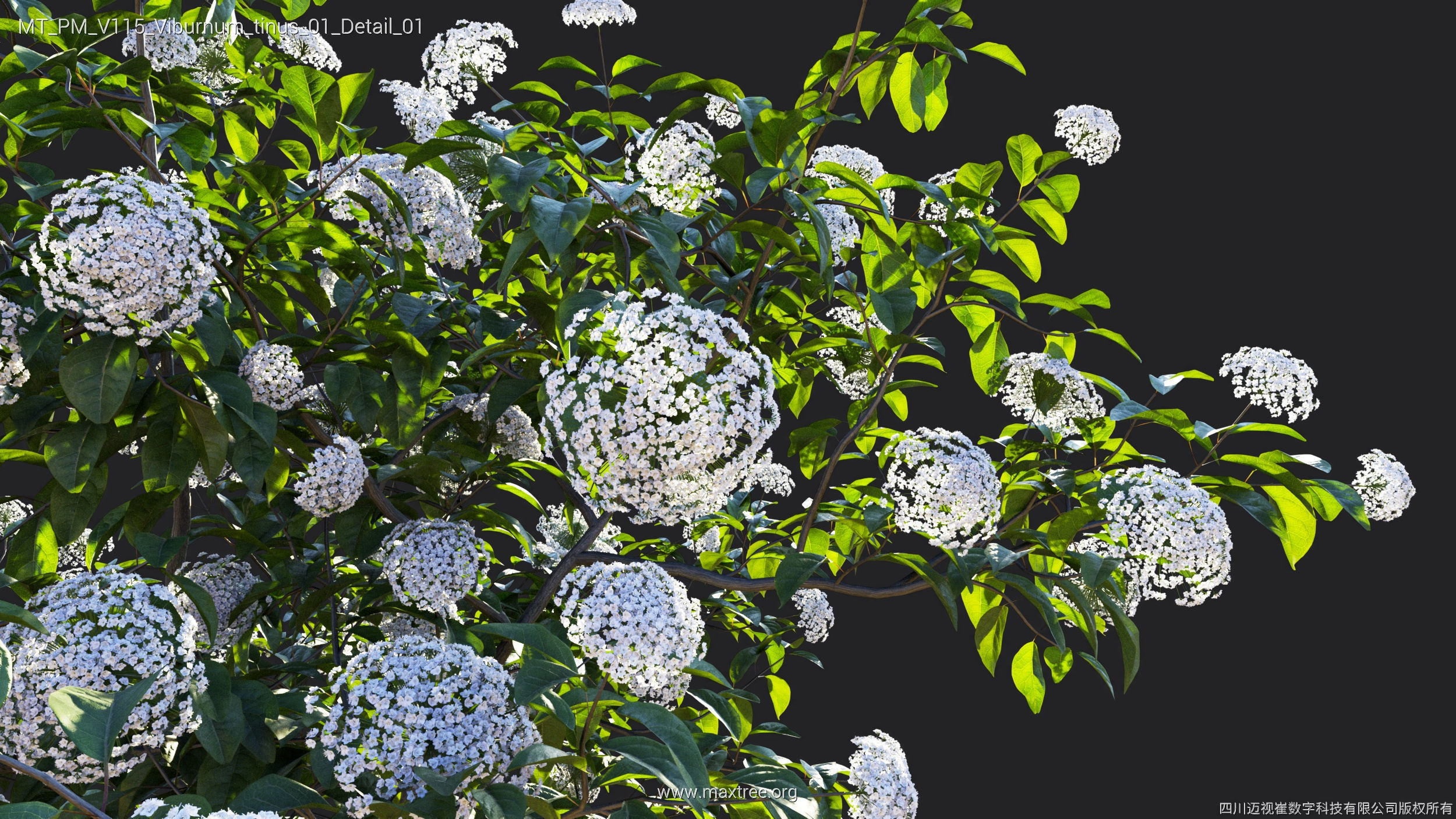 Maxtree Plant Models Vol 115 - Mesh 3D model_49