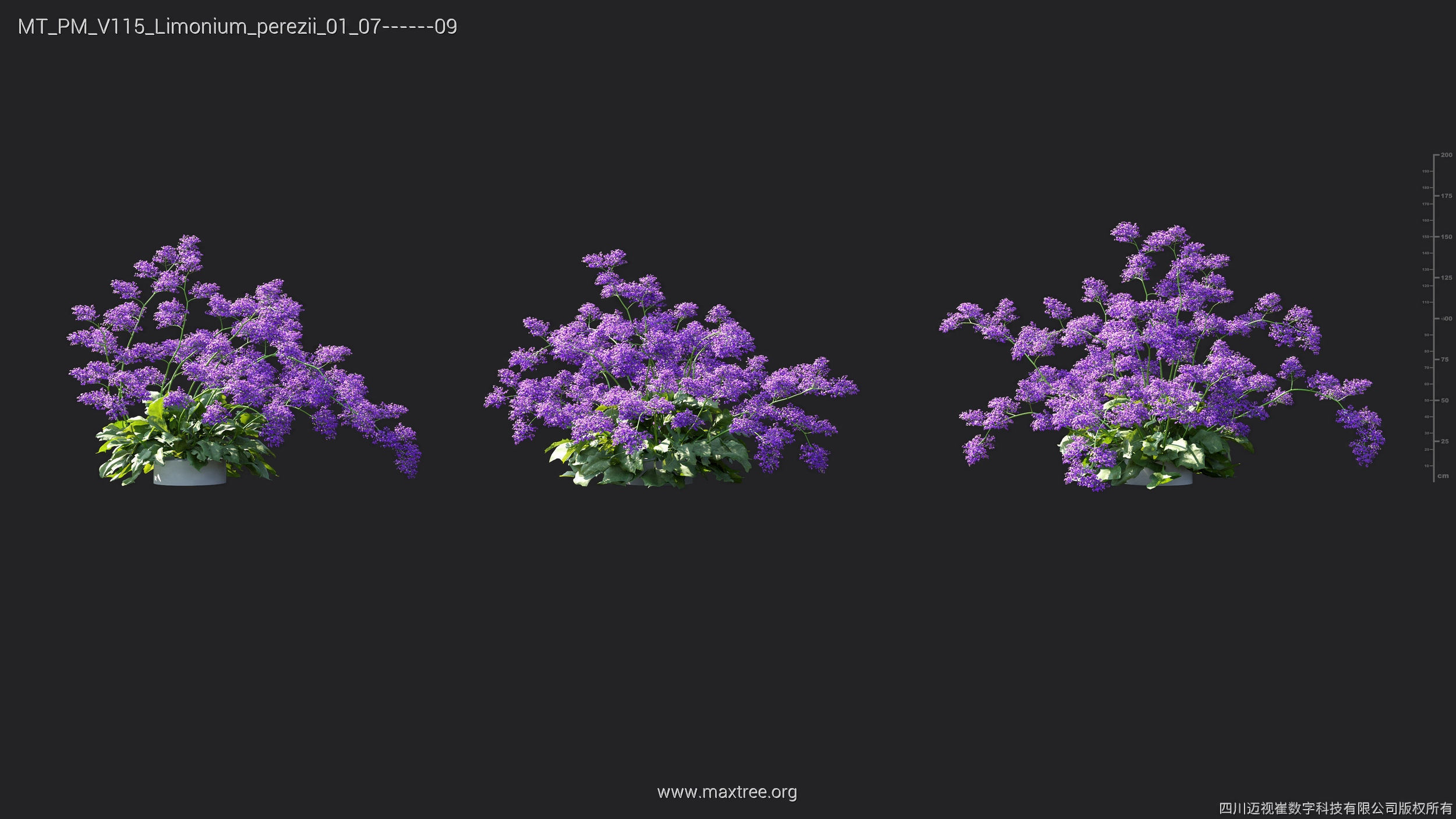 Maxtree Plant Models Vol 115 - Mesh 3D model_30