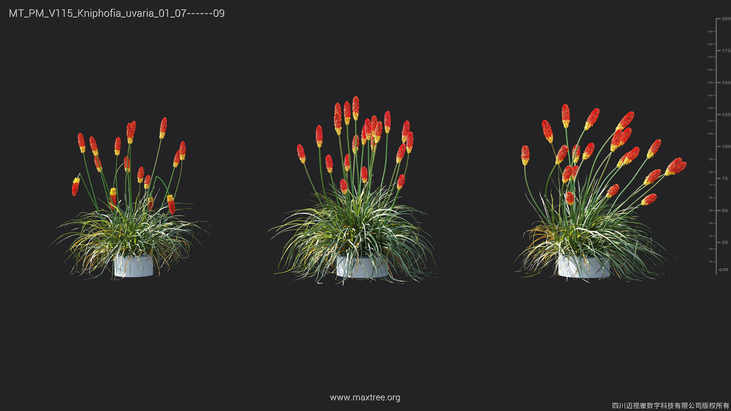 Maxtree Plant Models Vol 115 - Mesh 3D model_26