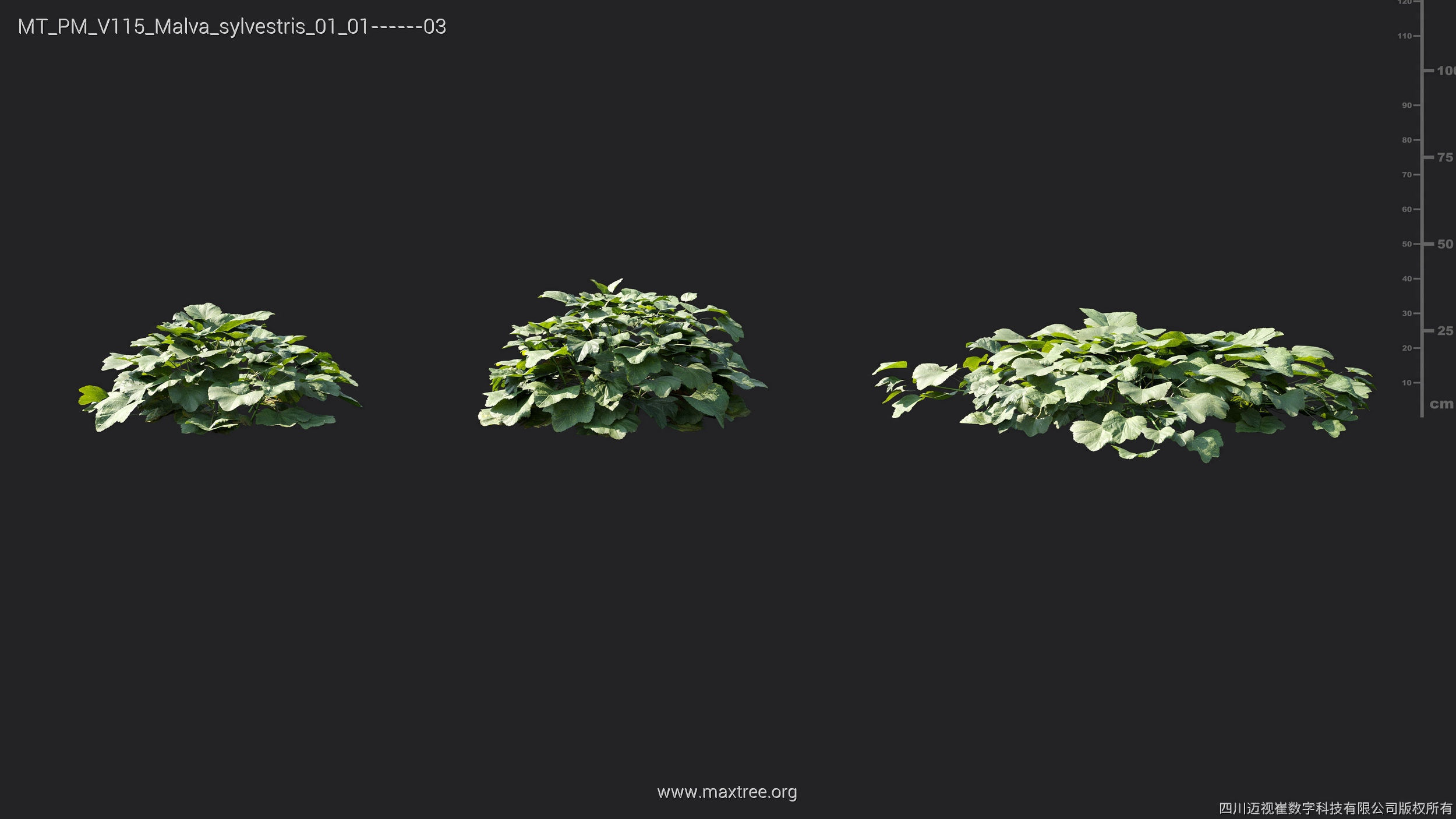 Maxtree Plant Models Vol 115 - Mesh 3D model_32