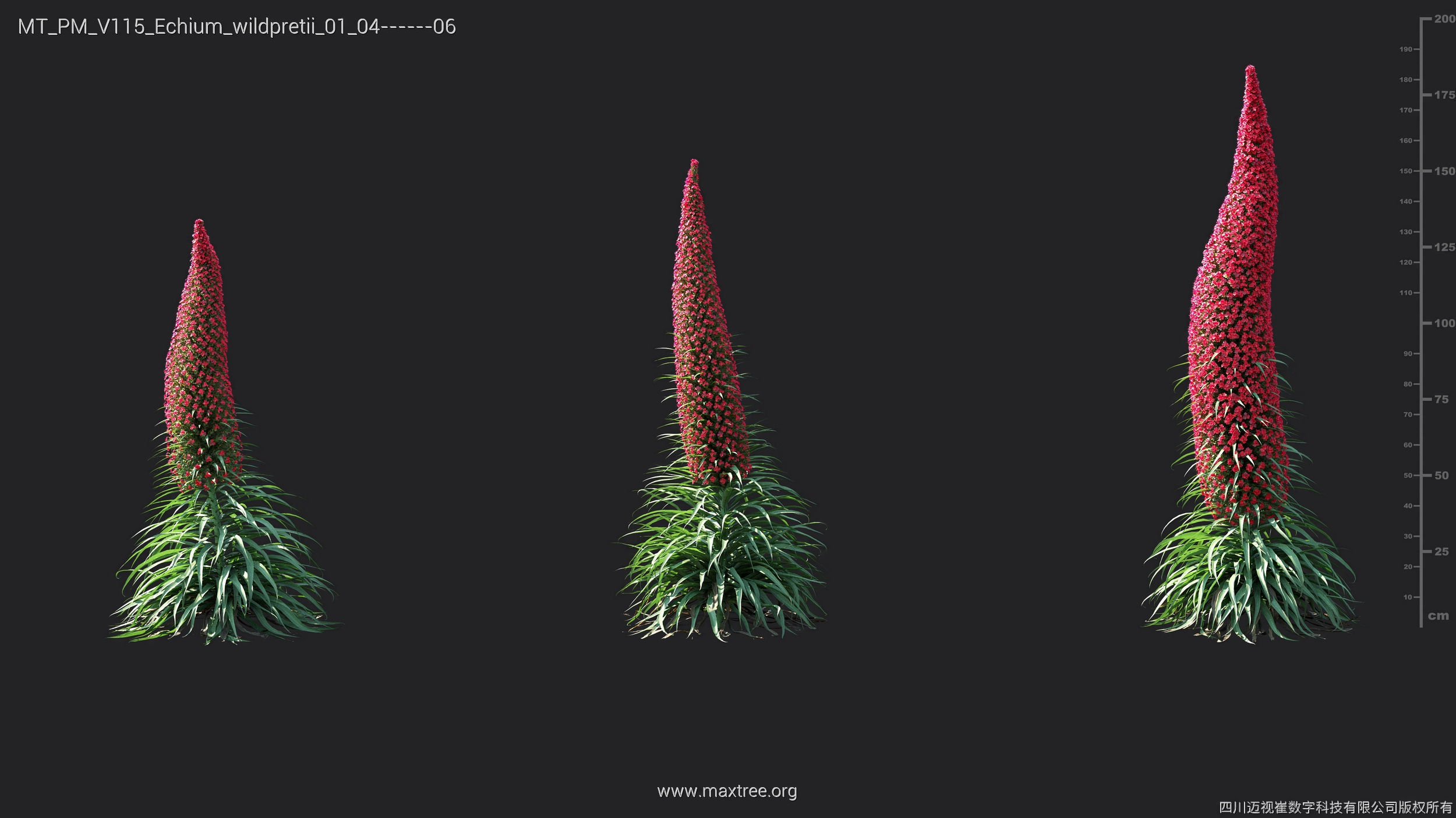 Maxtree Plant Models Vol 115 - Mesh 3D model_17