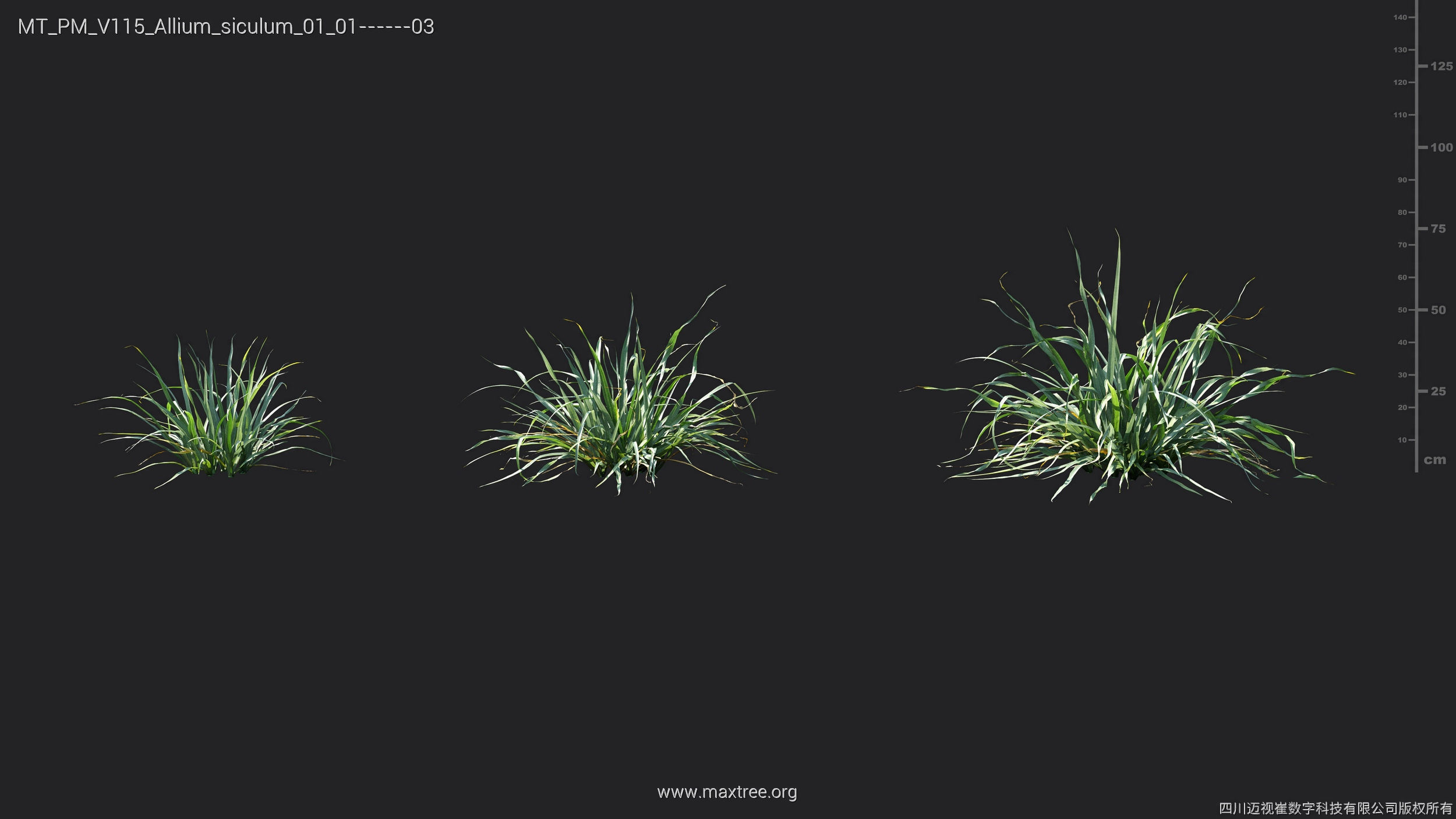 Maxtree Plant Models Vol 115 - Mesh 3D model_5