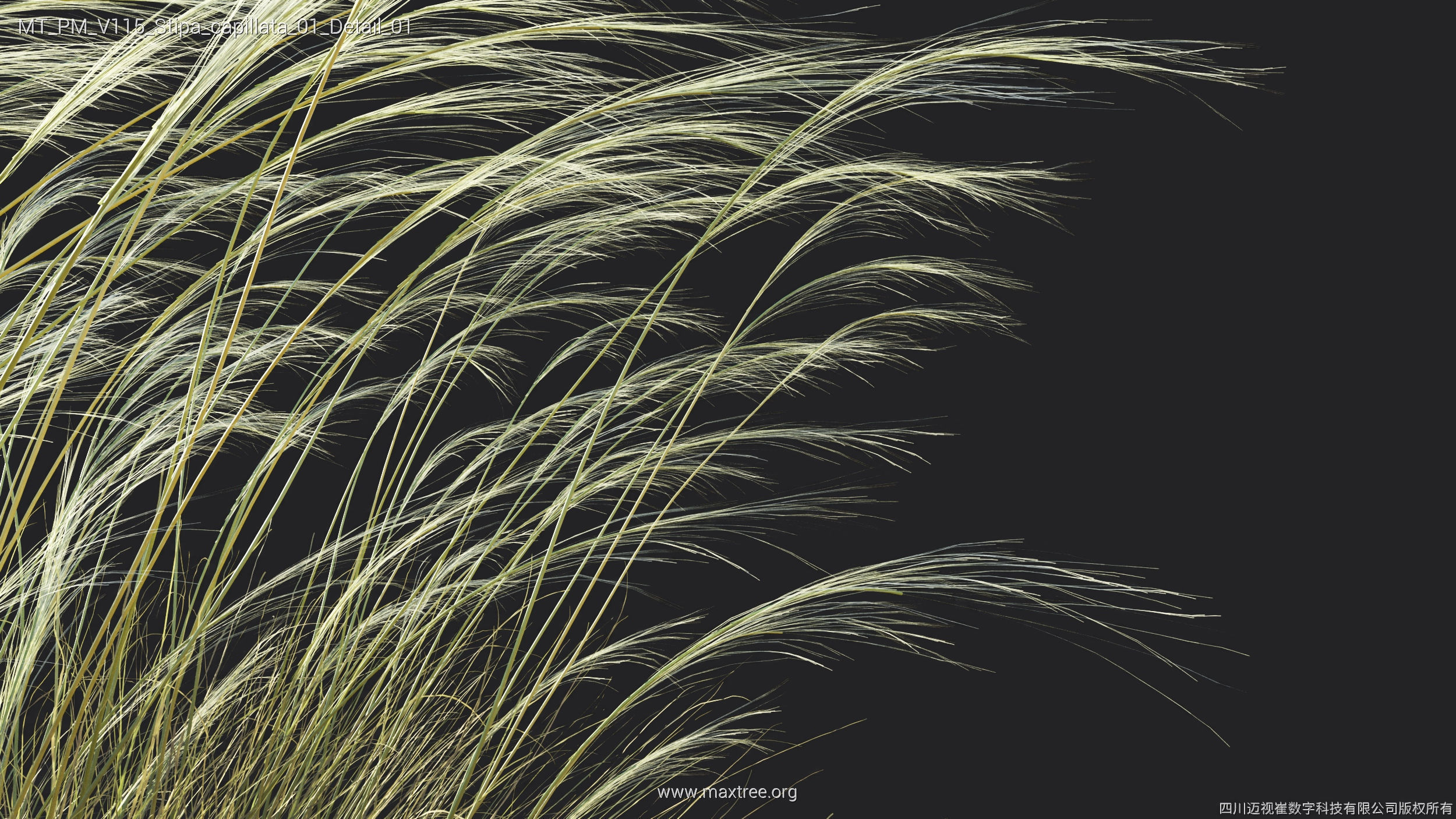 Maxtree Plant Models Vol 115 - Mesh 3D model_43