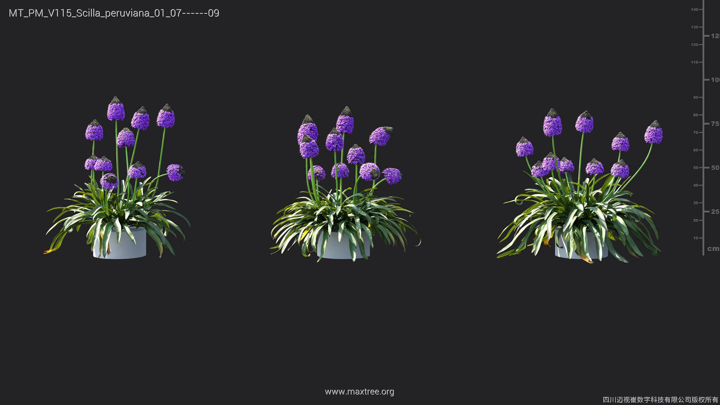 Maxtree Plant Models Vol 115 - Mesh 3D model_38